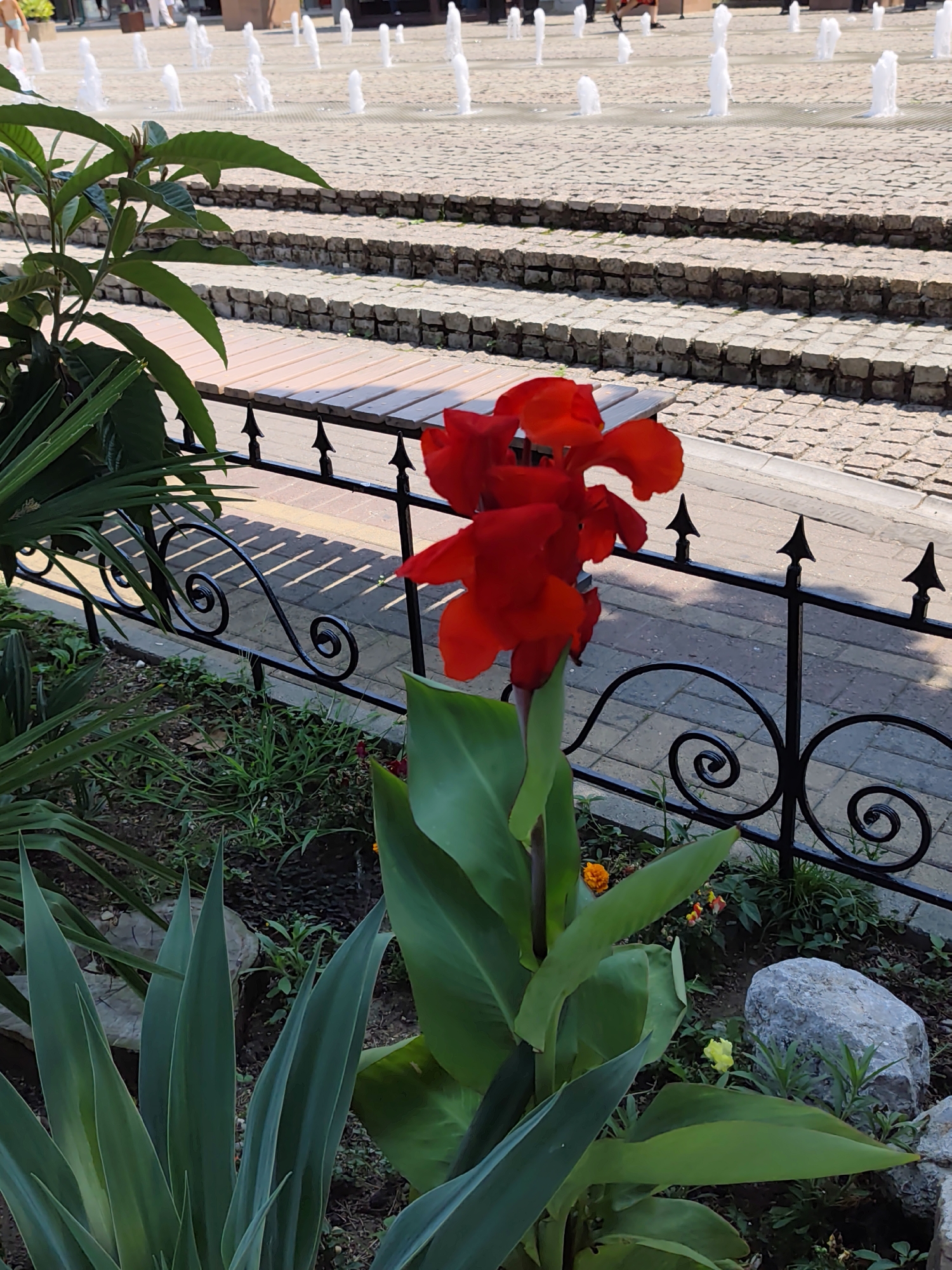 The image shows a bright red canna lily in the foreground, with large green leaves. Behind the flower, a black wrought-iron fence with decorative swirls separates the garden from a cobblestone pathway. Beyond the pathway are tiered stone steps leading up to a plaza with multiple water fountains, and several blurry figures of people are visible in the background. The scene is illuminated by bright sunlight. The presence of water fountains, cobblestone, and tiered stone steps suggests this location could be in the area of the Zimniy Theater in Sochi, Russia, a popular public space known for its fountains and architectural elements.