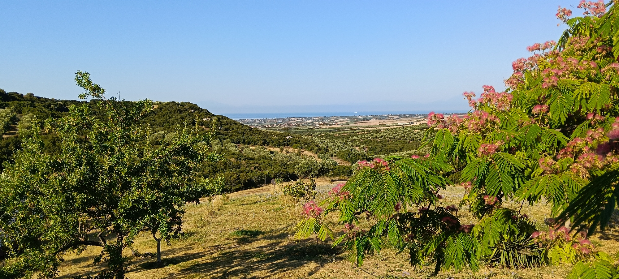 This is a panoramic landscape photograph taken outdoors in Πετράλωνα, Greece. The scene depicts a hilly terrain covered with dense green trees, primarily olive trees, stretching towards the horizon. In the middle ground, a body of water, likely the sea, is visible under a clear blue sky, with a distant coastline dotted with buildings. In the foreground, a flowering tree with delicate pink blossoms and feathery green leaves is prominent on the right side of the frame. To the left, another tree with lush green foliage stands. The ground is covered with dry, yellowish grass, and shadows from the trees are cast across it. The overall impression is one of a sunny, rural Mediterranean landscape.