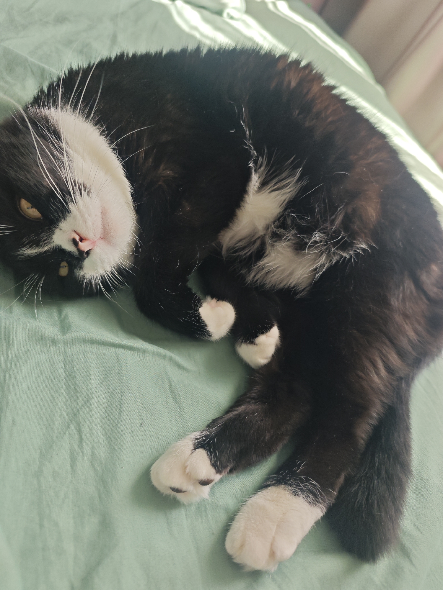 This media file captures a close-up, high-angle shot of a black and white cat lying on a light green, textured surface, likely a bed or sofa. The cat is curled up, with its head resting on its paws, and appears relaxed. Its fur is a mix of black and white, with distinct white markings on its chest, paws, and face. The cat has yellow-green eyes and a pink nose. Sunlight streams in from the right side of the frame, creating highlights on the cat's fur and the textured surface it rests on, suggesting it might be daytime. The background is slightly blurred, but hints of curtains or blinds are visible, along with a soft, diffused light. The overall mood is peaceful and intimate, focusing on the domestic comfort of the feline subject. No visible text is present in the image. The location context is Лукино, Russia, but there are no specific visual cues to confirm this from the image itself.