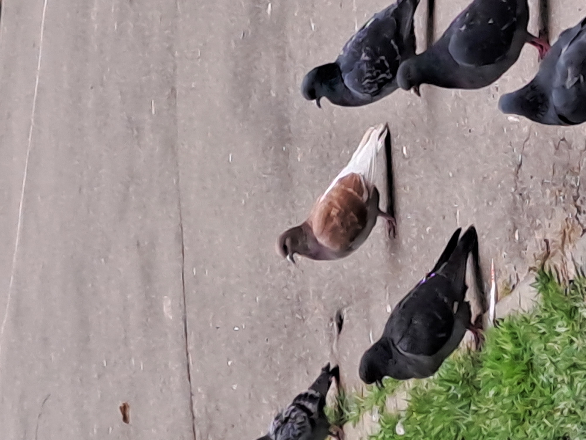 The image depicts a group of pigeons on a concrete surface, with some green vegetation present. The pigeons are primarily gray and black, with one individual exhibiting brown and white plumage. They appear to be feeding or foraging on the ground. The concrete surface is cracked and shows signs of wear. The vegetation is sparse and appears to be growing in a small patch along the edge of the concrete. The image was taken in Elektrostal, Russia.