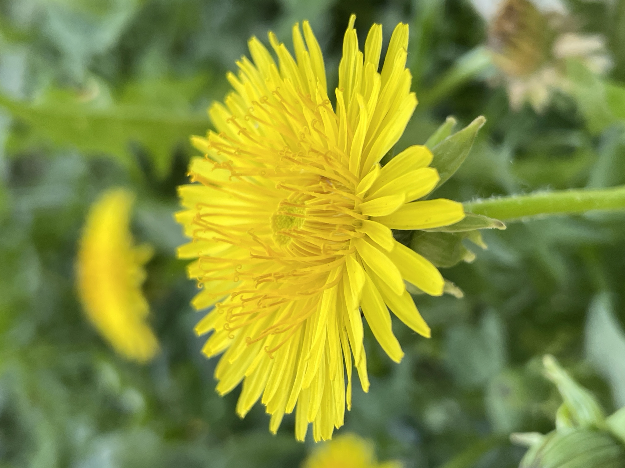 The image depicts a close-up view of a bright yellow dandelion flower in full bloom, surrounded by green foliage. The flower's petals are tightly packed and radiate outward from the center. In the background, there are other out-of-focus dandelions and greenery. The overall scene is likely outdoors and suggests a natural setting. There is no information indicating the location of the photo is in Izhevsk, Russia.