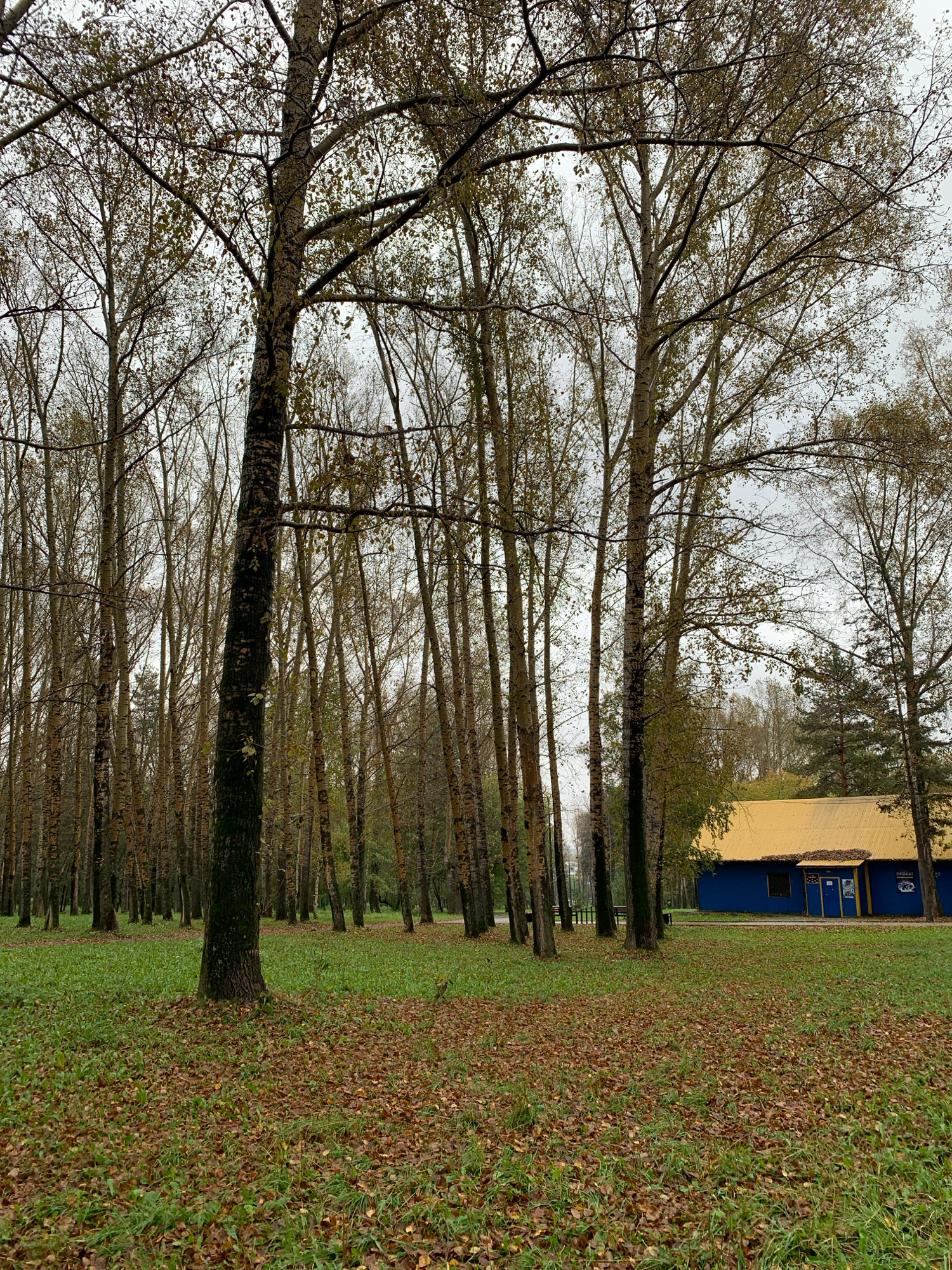 The image depicts a park in Prokopyevsk, Russia during the autumn season. The scene is dominated by a dense grove of birch trees with their leaves beginning to change color or fall, creating a carpet of brown leaves on the ground. In the background, a bright blue building with a distinctive yellow roof is visible. The sky is overcast, contributing to the muted, autumnal atmosphere. The foreground shows a grassy area interspersed with fallen leaves, and a large, dark tree trunk stands prominently in the center of the frame. The overall impression is one of a tranquil, natural setting within an urban park, characterized by the distinct visual elements of birch trees and the brightly colored building.