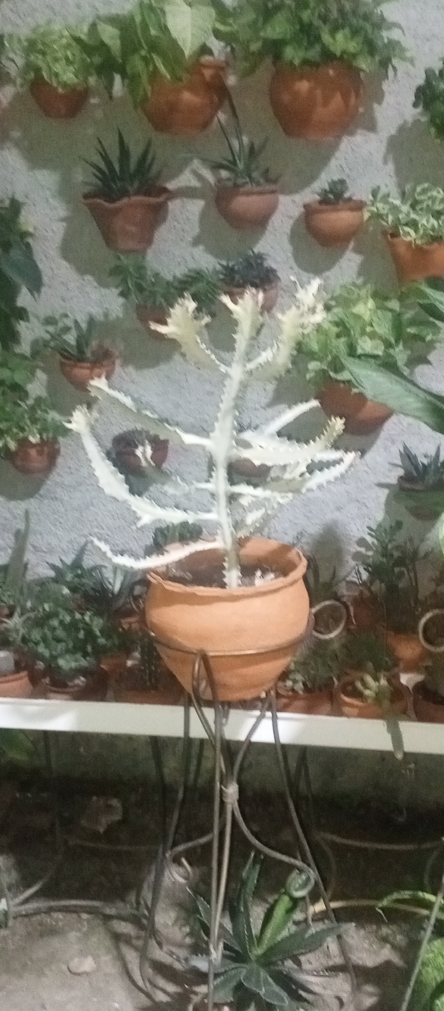The image depicts an indoor or sheltered outdoor space in Tinaquillo, Venezuela, featuring a plant display. In the foreground is a large clay pot on a metal stand holding a white Euphorbia lactea 'Cristata' (crested euphorbia). Behind the main plant, a white shelf supports numerous smaller potted plants and succulents. The wall behind the shelf has multiple clay pots affixed to it, each containing different plants. The overall environment is arranged to create a decorative vertical garden or plant collection. The lighting is dim, suggesting it might be late afternoon or early evening. The floor is visible in the lower portion of the frame, it appears to be an outdoor or unfinished indoor area.