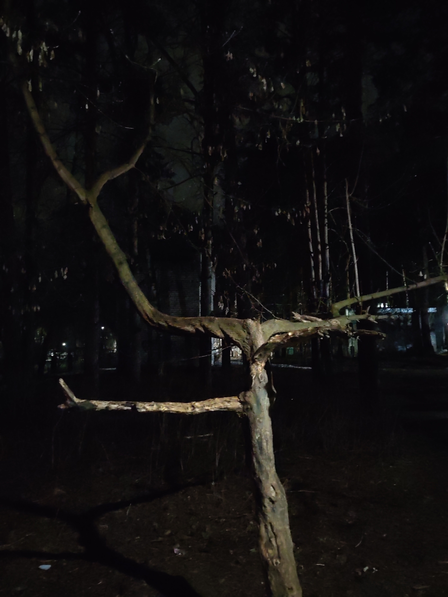 The image depicts a tree with unusual branch formations in a dark environment, likely at night. The tree trunk is visible in the foreground, with multiple branches extending horizontally and upwards. In the background, other trees and indistinct urban elements can be discerned. The overall setting appears to be a park or wooded area within an urban environment. Based on the metadata, the location is specified as the city of Chaikovsky, Russia.