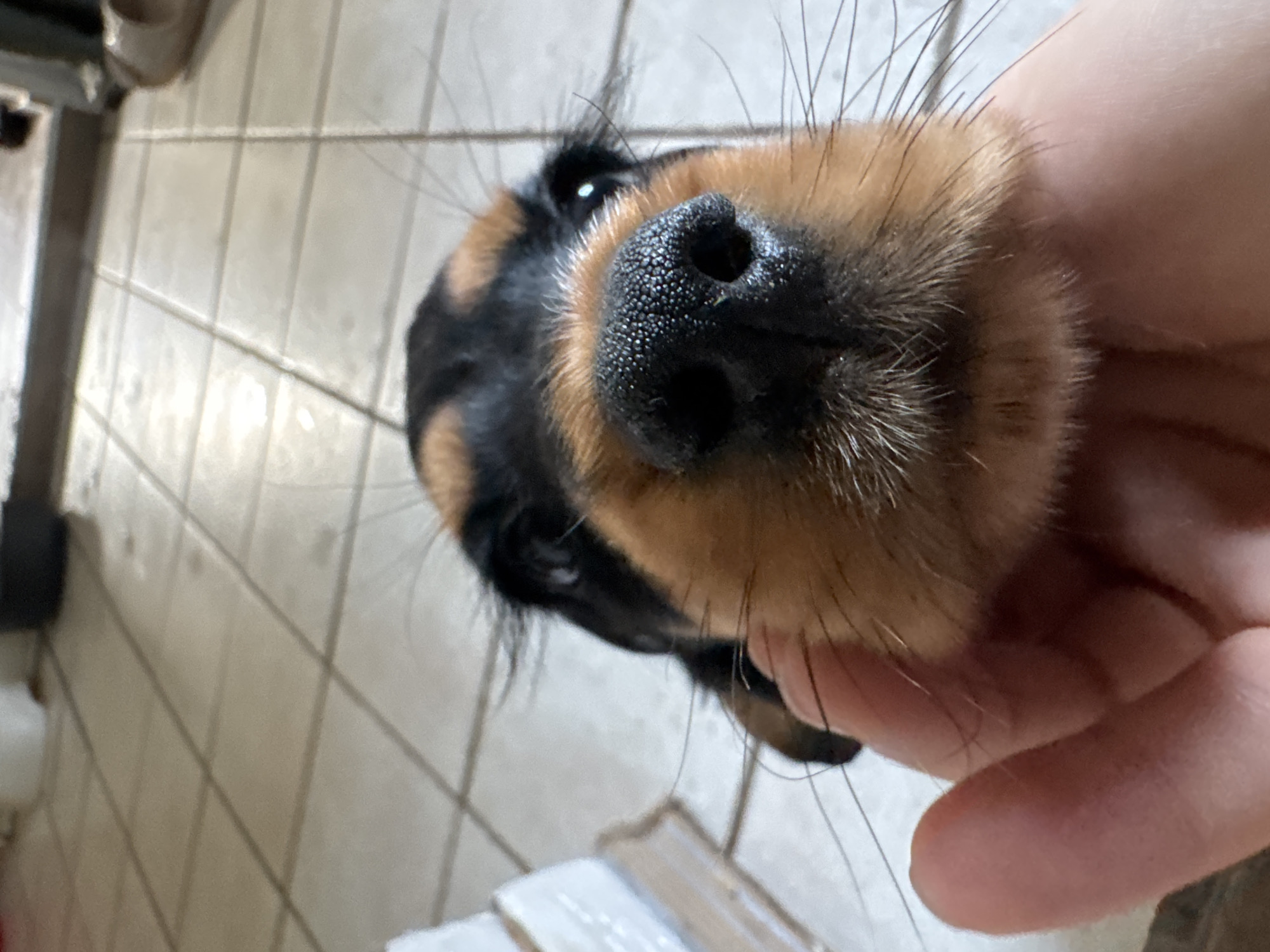 A close-up, eye-level shot features a dog's nose being touched by a person's hand. The dog has black fur with tan markings around its snout and eyes. Its wet, black nose is prominent in the foreground, with visible pores and a sheen. Long, thin whiskers extend from the snout. The person's hand, with visible skin texture and a light pink hue, is gently holding the dog's muzzle from the side. The background consists of a tiled floor, appearing to be indoors. The lighting is moderate, casting some shadows and highlighting the textures of the dog's nose and the hand.
