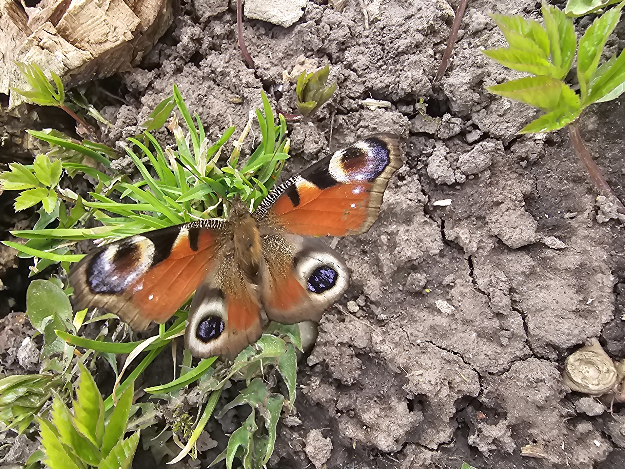 A butterfly with orange and brown wings, each bearing a large, circular eyespot with a blue center, rests on a patch of green grass. The butterfly is positioned on cracked, dry soil. There are some small green plants sprouting from the soil around the butterfly. A piece of bark or wood is visible in the upper left corner of the image. The photograph was presumably taken outdoors in Kalinovka, Russia, based on the location tag.