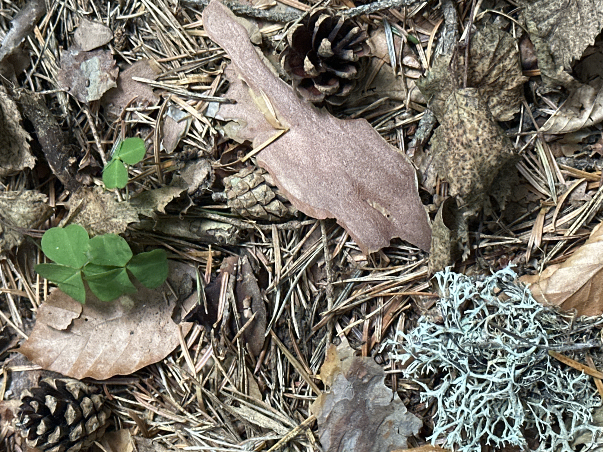 This image depicts a close-up, overhead view of the forest floor in Arkhyz, Russia. The ground is covered in a dense layer of pine needles, fallen leaves in various stages of decay (ranging from brown to reddish-brown), and several pinecones. A small cluster of vibrant green clover is visible, along with a patch of pale green, bushy lichen. The overall impression is one of natural decomposition and new growth on the forest floor. There are no people or visible signs of human activity in the scene. The environment is clearly a natural woodland setting.