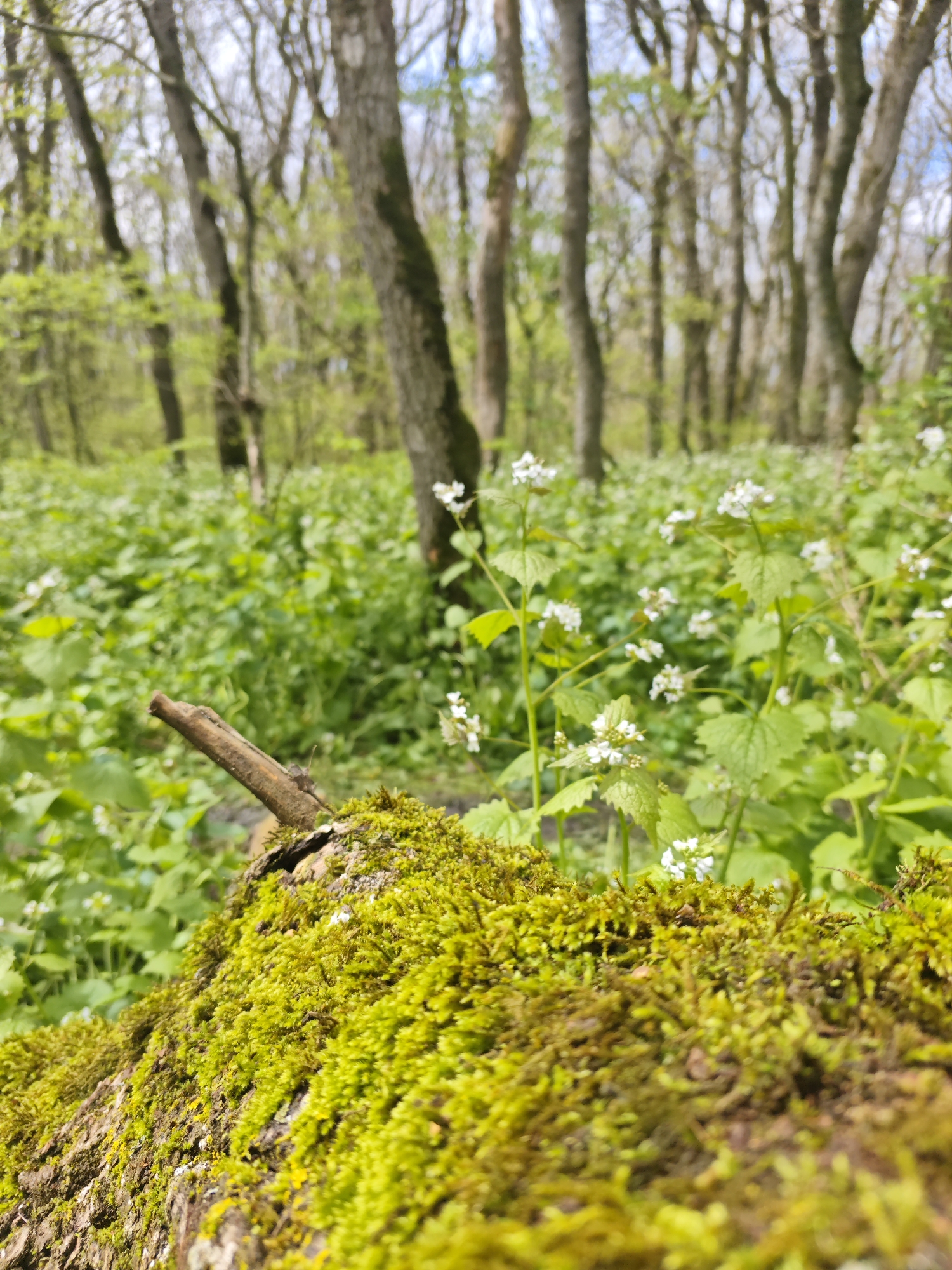 The image shows a forest scene with a focus on a moss-covered log in the foreground. A small twig lies atop the moss. Beyond the log, the ground is covered in a dense layer of green vegetation with small white flowers interspersed. In the background, a stand of trees is visible, their trunks a muted gray-brown. The sky is partially visible through the trees, appearing pale and overcast.
There is no information in the image to support the statement that this is the city of Ostrogorka in Russia.