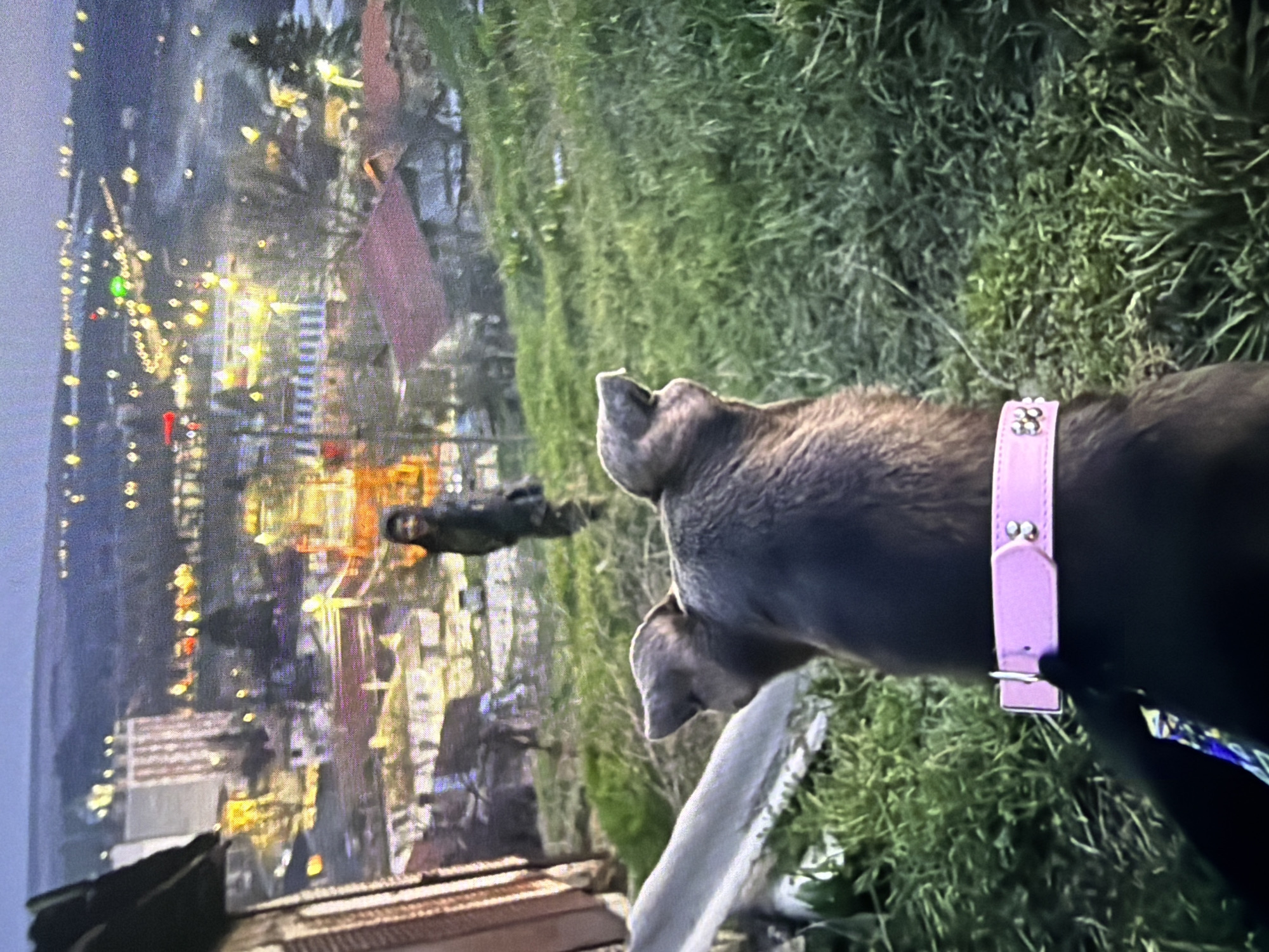 This image captures an outdoor scene at dusk or night, offering an elevated view of a populated area in the city of Unknown, Unknown.
In the immediate foreground, the back of a dark-furred dog is visible, facing towards the midground and background. The dog wears a pink collar adorned with three silver studs on the visible portion. The ground beneath the dog consists of green grass. To the left, a portion of a brown, vertical structure, possibly a wall or beam, is present.
The midground features a grassy slope, upon which a lone human figure stands. The individual, appearing to be a child or small adult, is dressed in dark clothing and is positioned facing slightly left of the frame, looking out towards the distant city.
The background presents a sprawling urban landscape characterized by numerous illuminated buildings and streets. Distinctive features include a tall, multi-story building on the left with prominent vertical lines and numerous lit windows. Throughout the background, a multitude of artificial lights, predominantly yellow and white, with some green and red, illuminate the cityscape. The sky above is dark, consistent with evening or night conditions.