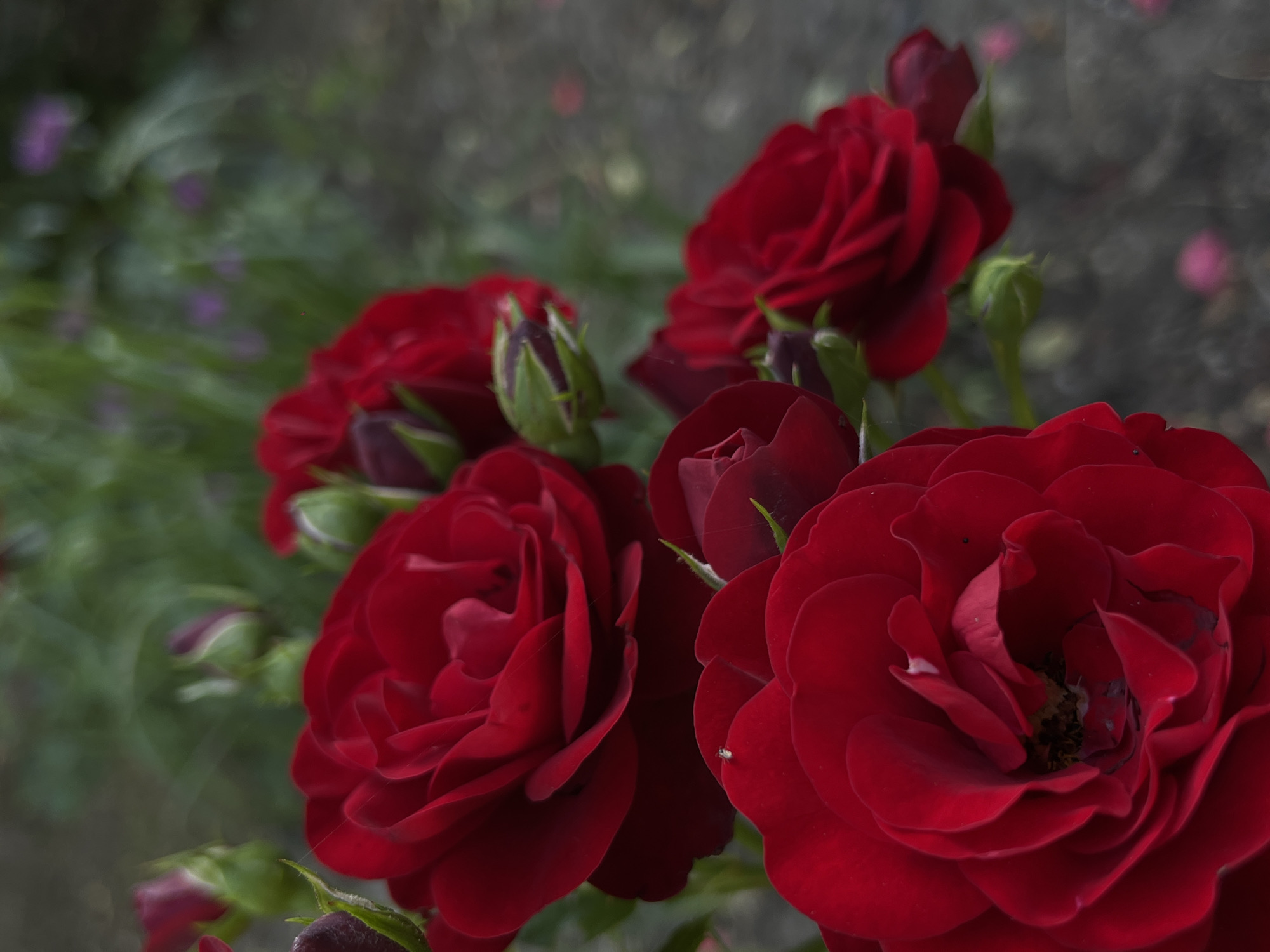 A close-up, eye-level, medium shot captures a cluster of deep red roses in bloom, with buds and greenery subtly visible in the background. The roses are the primary subjects, filling the foreground and midground of the image with their rich, velvety petals. The lighting is soft and diffused, creating a slightly moody atmosphere. The background consists of out-of-focus foliage and a patch of what appears to be dark, dry earth or gravel, with a few blurred pink circular shapes suggesting other flowers or falling petals in the distance. The overall impression is one of natural beauty and the delicate details of the flowers. The image was taken in the city of Novopokrovskaya, Russia.