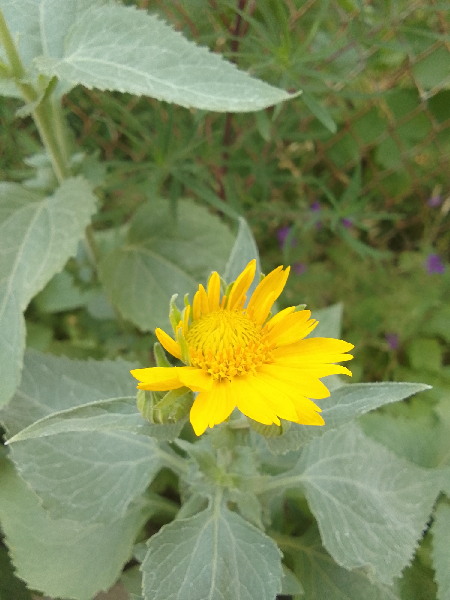 A single, bright yellow sunflower is in the center of the image, facing slightly to the right. The sunflower has a textured, dark yellow center surrounded by pointed petals. The large, pale green leaves of the sunflower plant are prominent, with visible veins and serrated edges. They fill the foreground and surround the bloom. In the background, out of focus, is a green, leafy environment with hints of a fence and small purple flowers. The scene appears to be outdoors in a natural or garden setting.