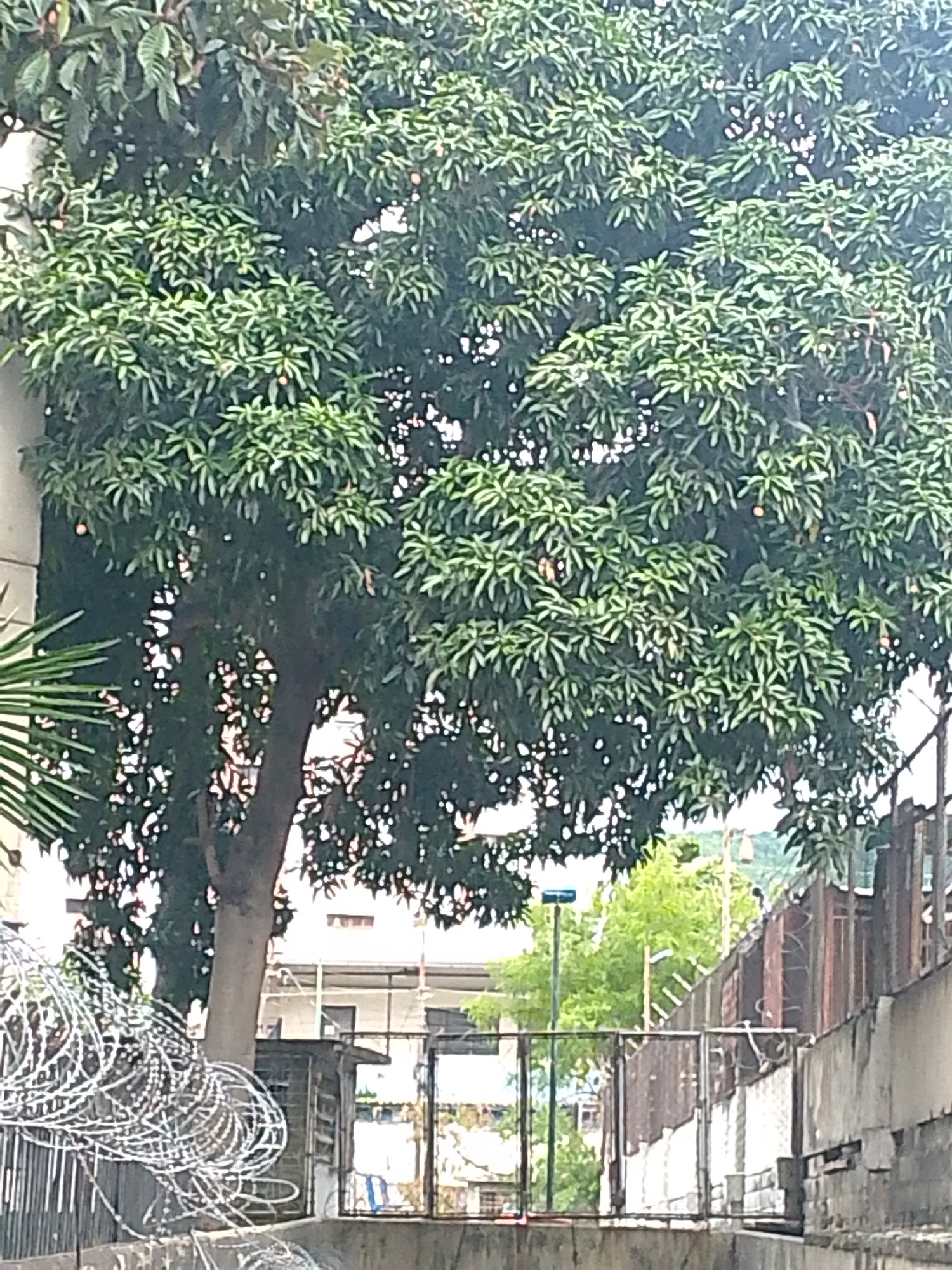The image captures a dense green tree with visible small fruits, possibly mangoes, dominating the upper portion. In the foreground, razor wire fencing is coiled prominently on the left, suggesting a security perimeter. Behind the tree, a section of a building with windows is visible. To the right, a rusty metal fence with a gate runs along a concrete wall. Further in the background, more vegetation and structures can be seen, hinting at an urban environment. The overall scene depicts an outdoor setting in a city, likely with security measures in place.