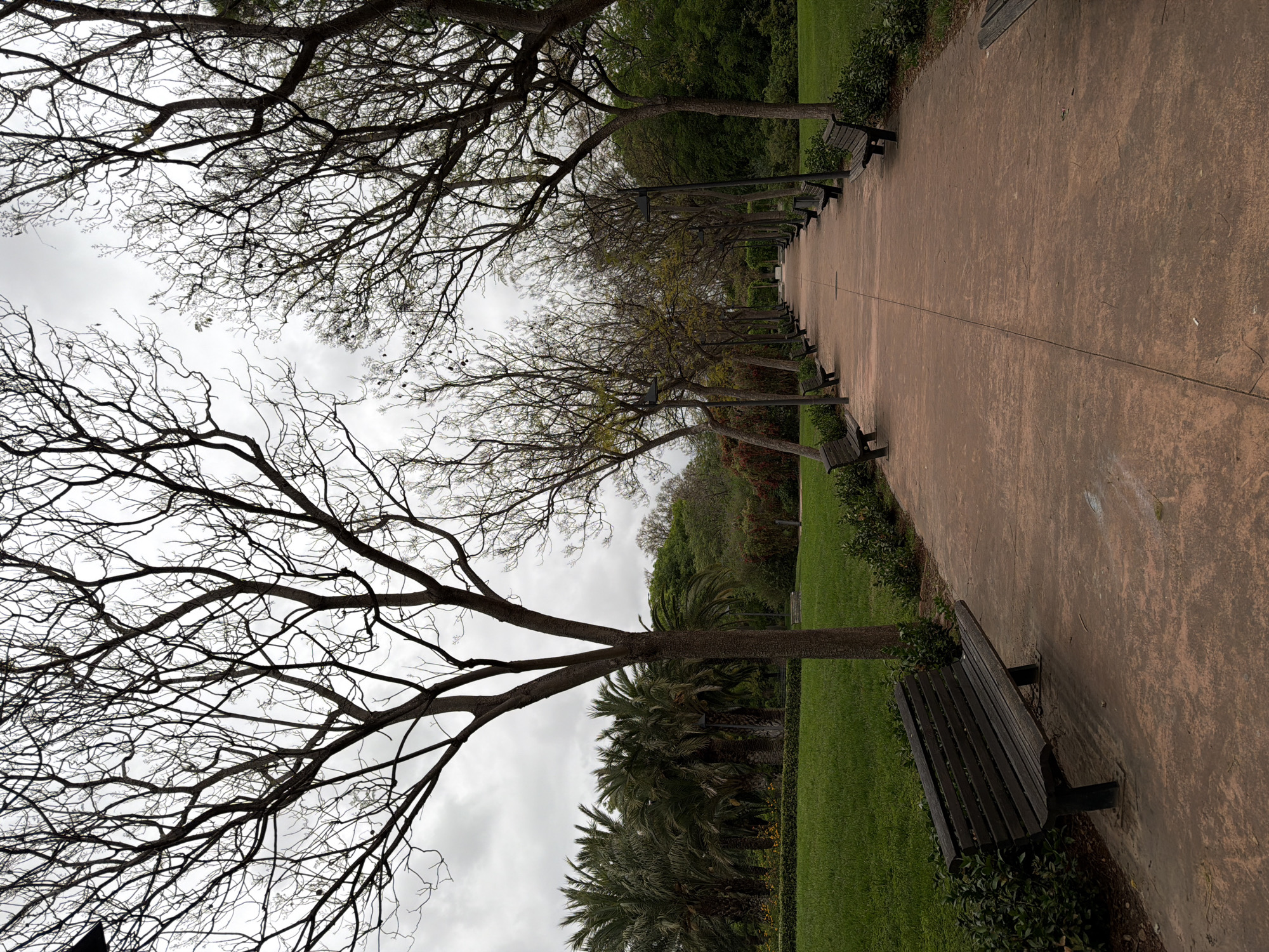 The image shows a pathway in a park in València, Spain. The pathway is made of a light brown, textured material, possibly concrete or compacted earth. It runs along the length of the image, receding into the distance. On either side of the pathway are benches made of dark wood, evenly spaced and positioned beneath trees. The trees lining the path appear to be deciduous, with bare branches reaching towards the sky. The sky is overcast and gray. Beyond the trees and benches, there is green grass and various shrubs and trees, including palm trees. The image is slightly tilted, giving a perspective looking up and along the pathway. There are no people visible in the shot.