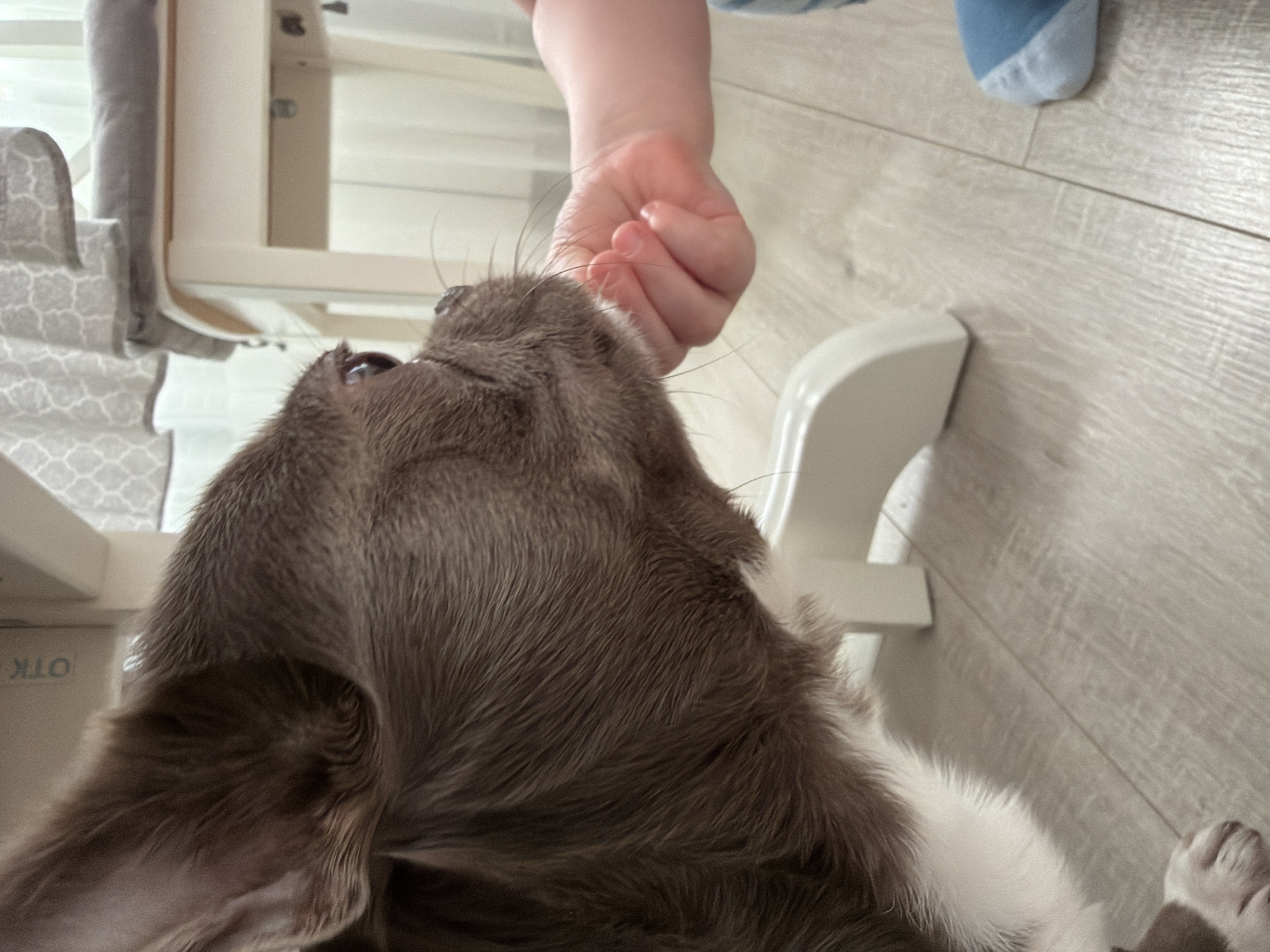 This image, captured in Votkinsk, Russia, depicts a close interaction between a small domestic dog and a human child within an indoor residential environment. The dog, positioned on the left and center of the frame, is a small breed, likely a Chihuahua, with short, dark brown fur and visible white markings on its chest and lower neck. Its head is in profile, facing right, with a visible dark left eye and prominent whiskers around its snout. Its snout is in direct contact with a small, light-skinned human hand, which is gently fisted. A portion of a human foot, clad in a blue and white sock, is visible in the lower right quadrant. The flooring is light-colored laminate or wood-look material. In the background, a white wooden chair with a grey patterned seat cushion is visible to the right. A brown object with partially visible Cyrillic letters "ОТК" is present in the upper left background. The scene is illuminated by soft, ambient light.