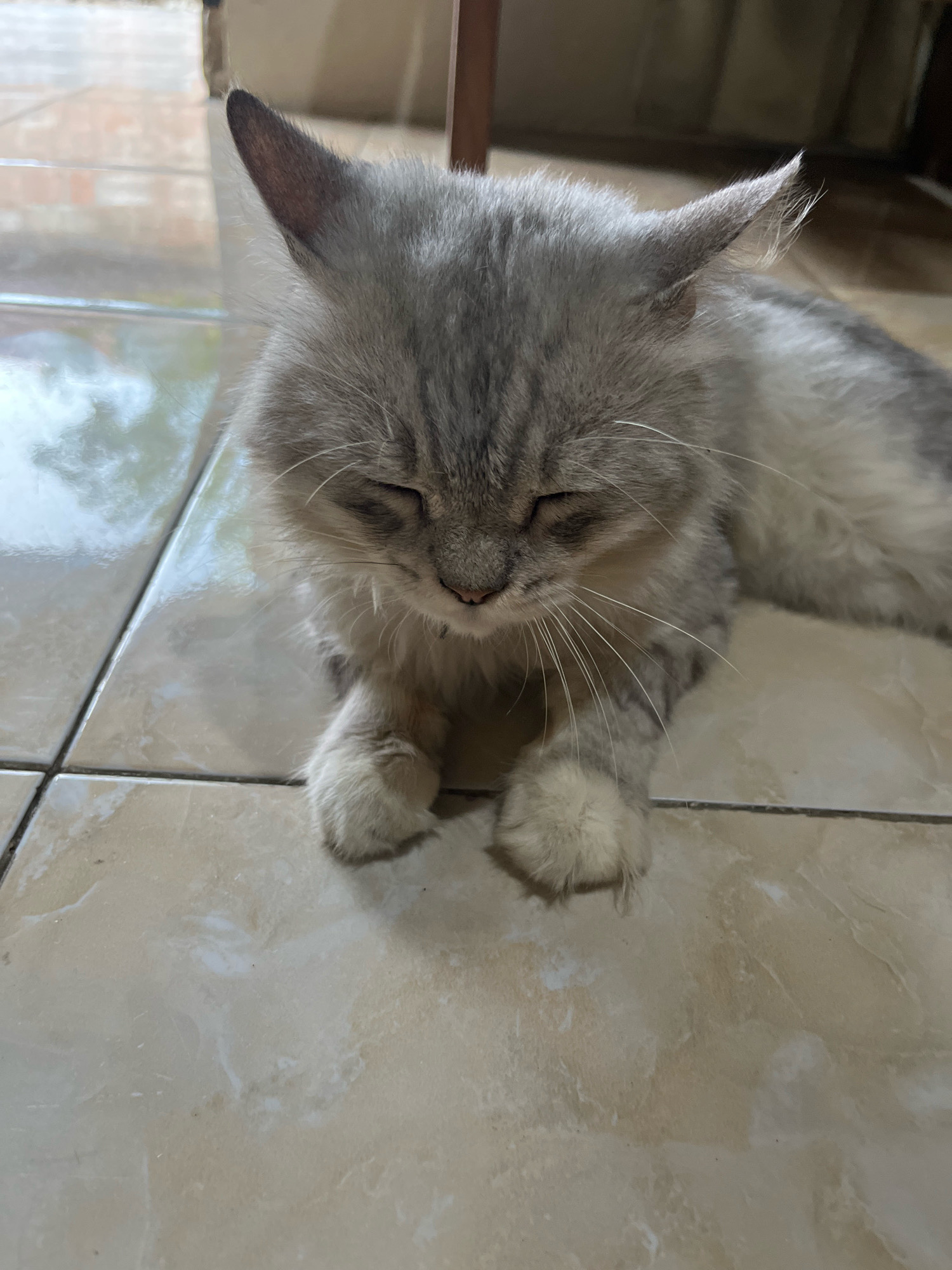 A fluffy grey cat with white paws lies on a tiled floor, its eyes closed. The tiles are a light beige color with a subtle marble pattern. The cat's fur has darker grey tabby markings on its head and back. Its ears are pointed upwards and slightly to the side. The background is blurred, but suggests an indoor setting with what appears to be wooden furniture. The lighting is soft and natural, casting a gentle glow on the scene. The cat appears to be resting or sleeping. This image was captured in the city of Jatirogo, Indonesia.