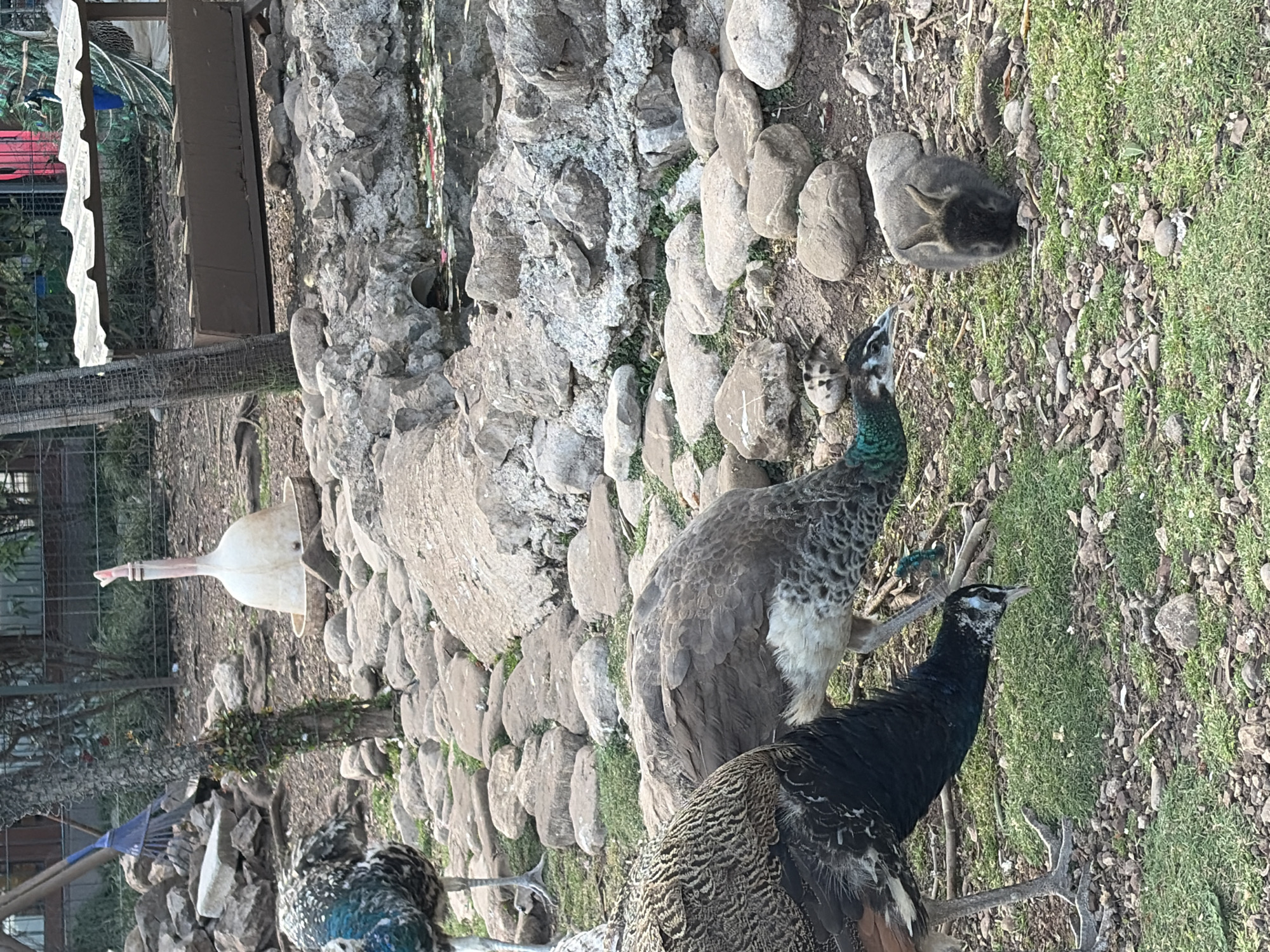 The image shows a group of peacocks in what appears to be a zoo or park-like setting in Budva, Montenegro. There are at least three peacocks visible, including an all-black variety. The animals are positioned amongst rocks, gravel, and some green grass. In the background, there's a hint of structures like fences and buildings, with some greenery visible. A white plastic container of unidentifiable use also appears to be in the background, along with a brown structure. The image suggests an outdoor environment.