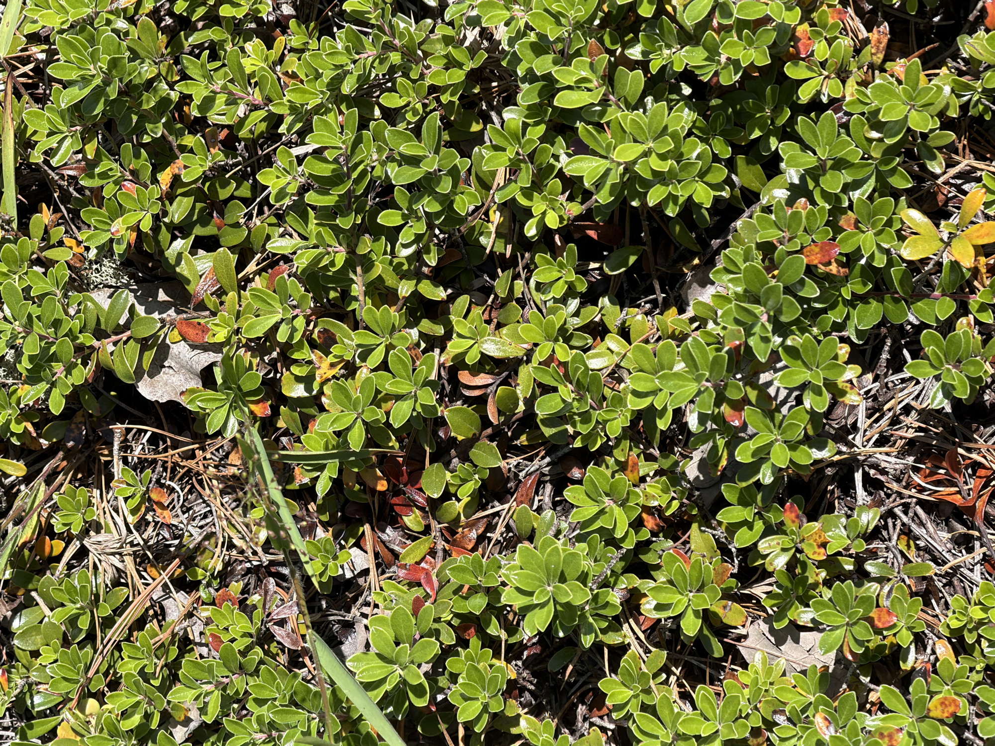 The image is a close-up, overhead shot of a dense ground cover of small, green, leathery leaves. The plants appear to be a type of evergreen shrub, possibly a lingonberry or cranberry plant, given the low-growing habit and the small, ovate leaves. The leaves are mostly a vibrant green, but some are tinged with red and brown, suggesting a transition in seasons or stress. The ground beneath the foliage is a mix of dry pine needles, twigs, and some decaying leaves, indicating an outdoor, likely wooded or heathland setting.
The lighting suggests it is daytime, with sunlight casting dappled shadows through the canopy of leaves. The overall impression is one of lush, natural growth, typical of a forest floor or wild garden. There are no people or animals visible, and no objects are present besides the vegetation and the natural ground material. The scene is static and peaceful, conveying a sense of untouched nature. There is no visible text in the image. The location context of the Town of Southampton, USA, suggests a temperate climate where such ground cover might be found.