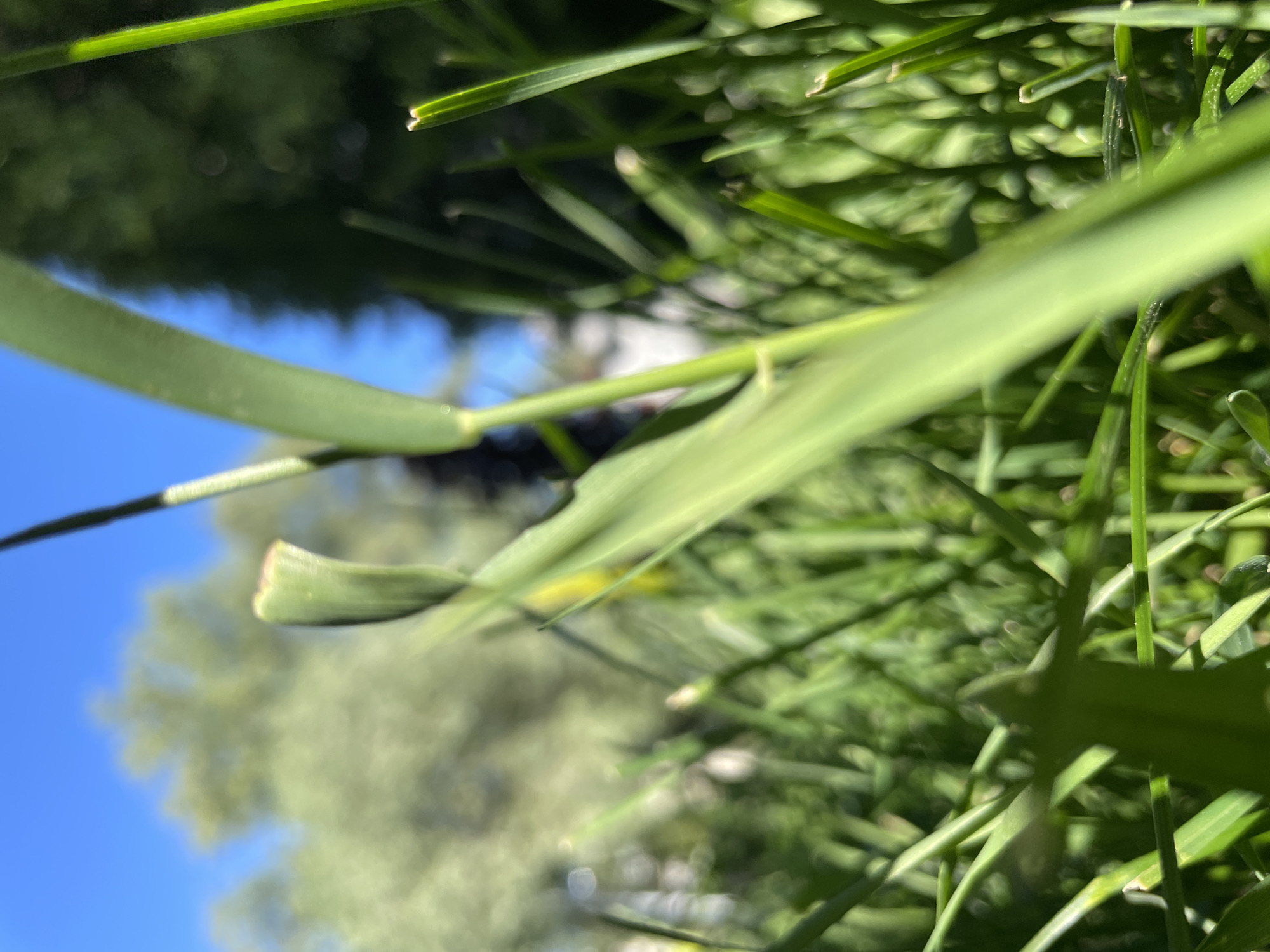 The image depicts a close-up view of grass. The grass blades are green and appear to be in a lawn or grassy area. In the background, out of focus, are trees and a blue sky. The location is Unknown, Unknown.