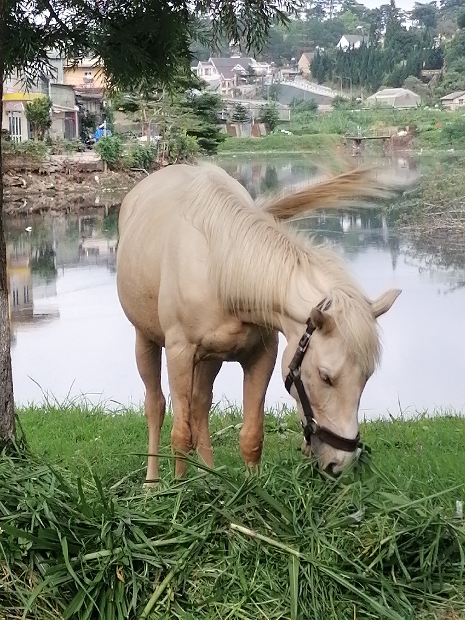 A light-colored horse with a dark brown halter is grazing on lush green grass in the foreground. The horse is facing to the right, with its head down towards the grass. Behind the horse is a body of water, likely a lake, with reflections of buildings and trees on the opposite shore. In the background, a hillside is covered with houses and dense green trees, suggesting an urban or semi-urban environment. The sky is overcast, creating a soft, diffused light. This scene is characteristic of the Xuan Huong Lake area in Da Lat, Vietnam, known for its scenic beauty and recreational activities, including horseback riding.