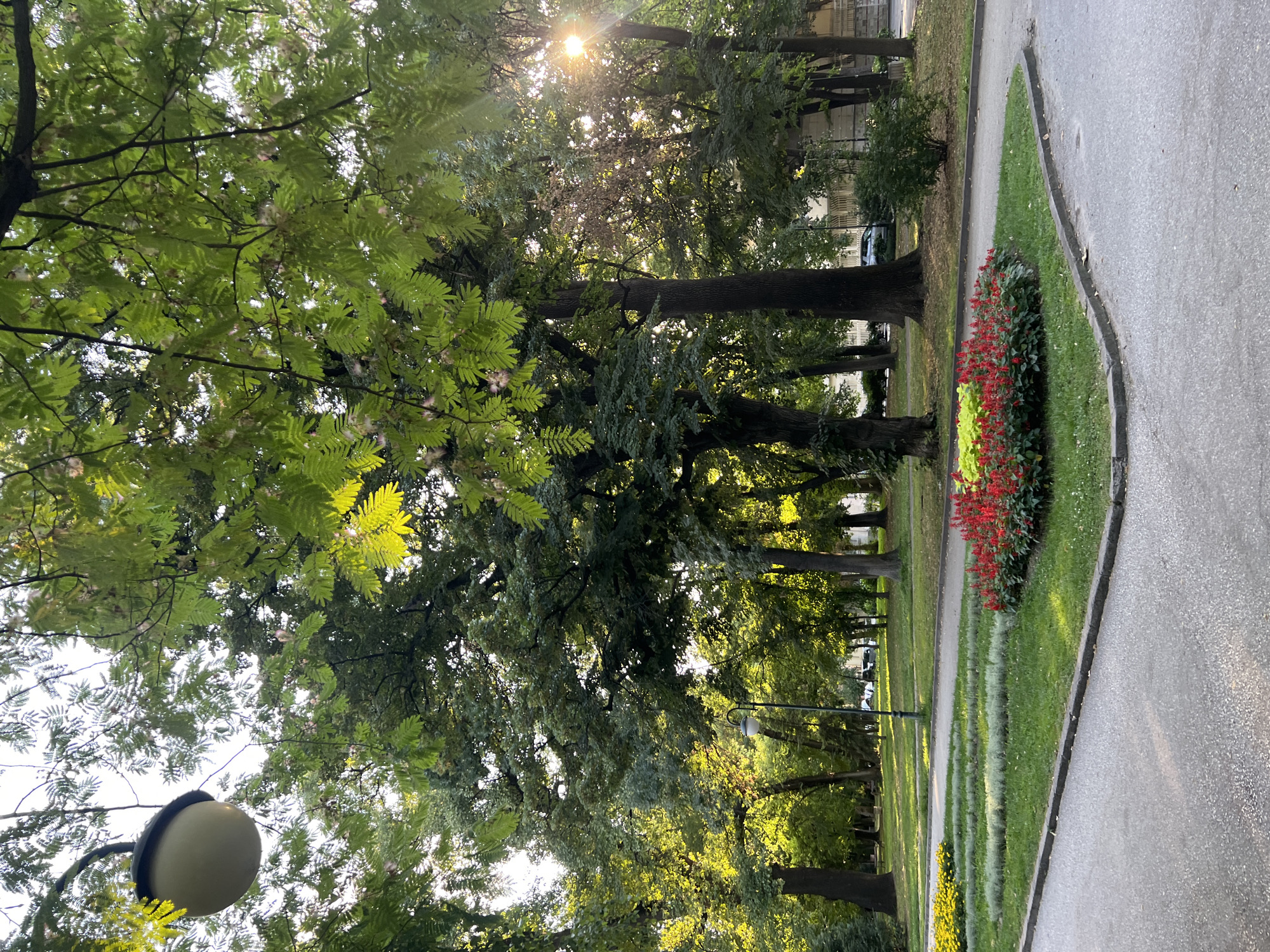 The image depicts a park scene in Plovdiv, Bulgaria. In the foreground, a paved pathway curves to the right. Adjacent to the pathway is a landscaped area with a circular bed of red flowers surrounded by green foliage. Further back, a path meanders through a grassy area dotted with trees. A lamppost stands along this path. The background reveals a line of trees, some of which are large and mature. Sunlight filters through the leaves, creating dappled light and lens flare. Buildings are partially visible through the trees in the distance. A street lamp is visible in the upper left corner of the image.