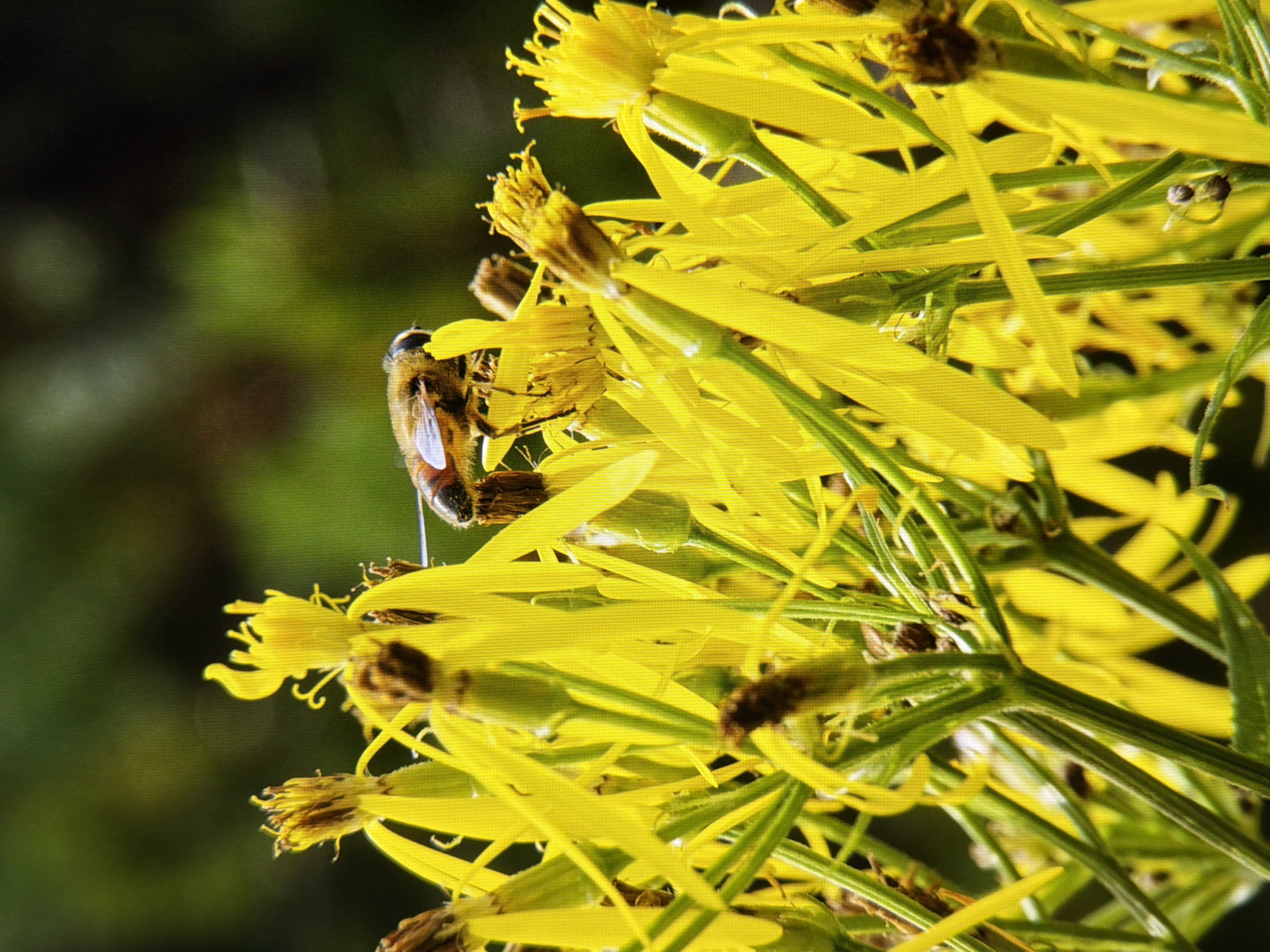 The image is a close-up, vertical shot of a cluster of yellow wildflowers in a natural, outdoor setting. A hoverfly, characterized by its striped abdomen and translucent wings, is perched on one of the flowers, its body angled slightly to the left and its head down towards the bloom. The flowers have long, thin yellow petals and some appear to be in various stages of bloom or decay, with brown centers visible. The stems are green and somewhat fuzzy. The background is a blurred, dark green, suggesting foliage. The overall lighting is bright, highlighting the yellow of the flowers and the details of the insect. There is no indication of a specific urban location like Kyiv, Ukraine, or any human presence.