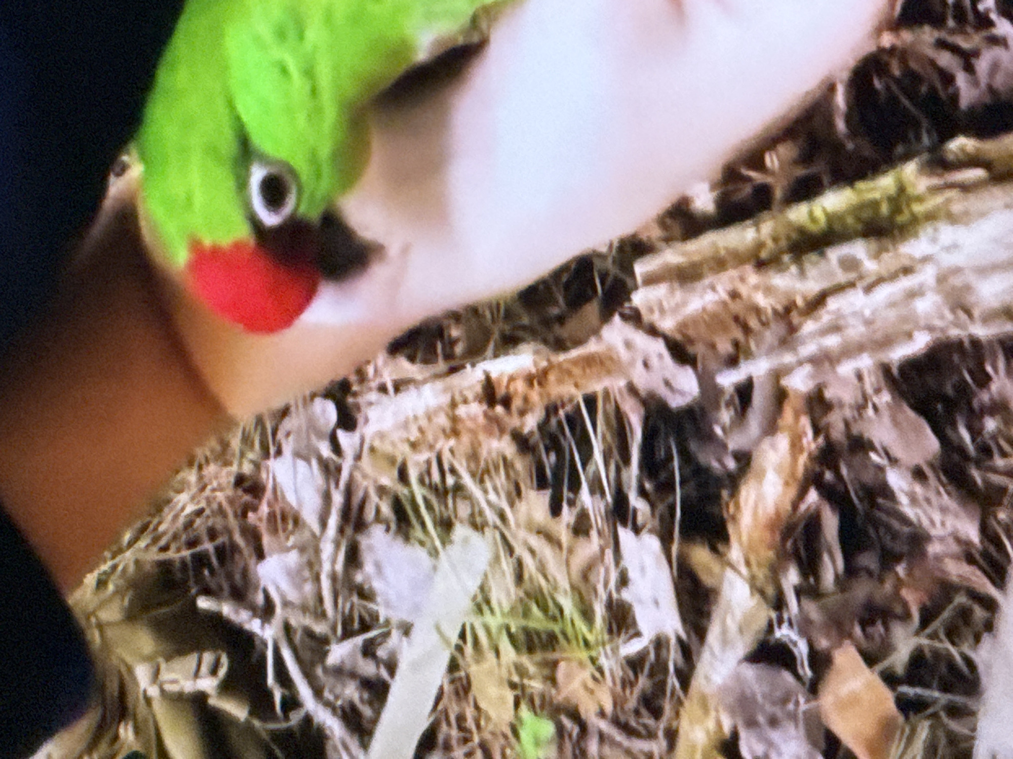 A close-up, slightly blurry, high-angle shot captures a person's hand holding a vibrantly green parrot with a distinctive red patch on its forehead. The parrot's eye is clearly visible and appears dark with a white iris. The background is a textured ground covered in dry leaves, twigs, and some lighter-colored detritus, suggesting an outdoor environment. The person's arm, covered by a dark sleeve on the upper left, is visible, along with their hand which is pale pink and somewhat out of focus. The image does not provide information to determine the specific location in Springboro, United States of America.