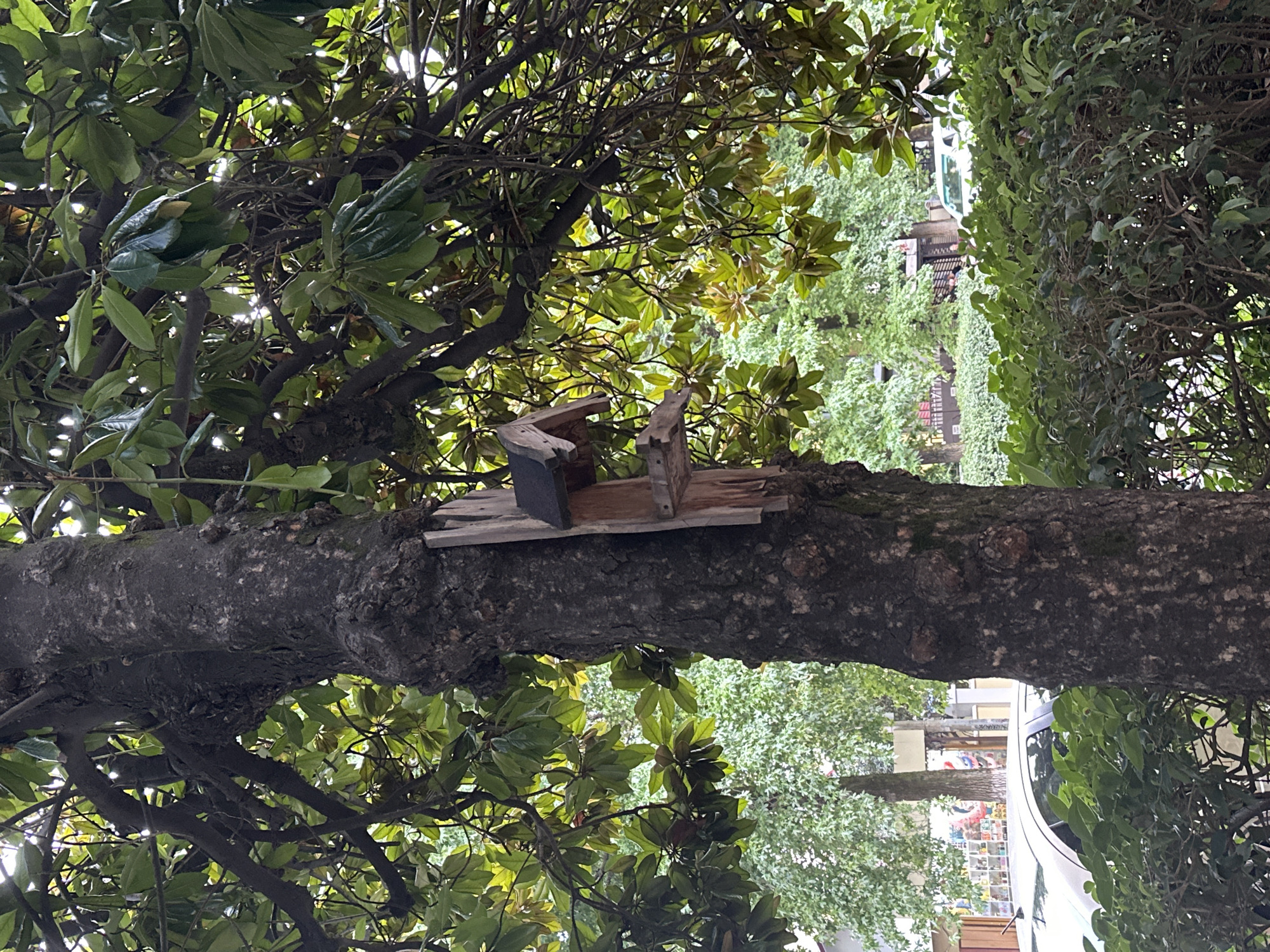 A close-up, eye-level, vertical shot captures a rustic wooden bird feeder affixed to the dark, textured bark of a large tree. The feeder, constructed from rough-hewn planks, features a small, gabled roof and a feeding platform. Lush, green magnolia leaves, some reflecting sunlight, surround the feeder and extend across the upper portion of the frame, with branches intertwining. In the background, a dense green hedge lines the lower edge of the scene. Beyond the hedge, a white car is partially visible next to a building with colorful displays in its windows. Trees with lighter green foliage create a softer backdrop. The overall impression is of an urban green space, possibly in Sochi, Russia, where nature and human-made elements coexist.