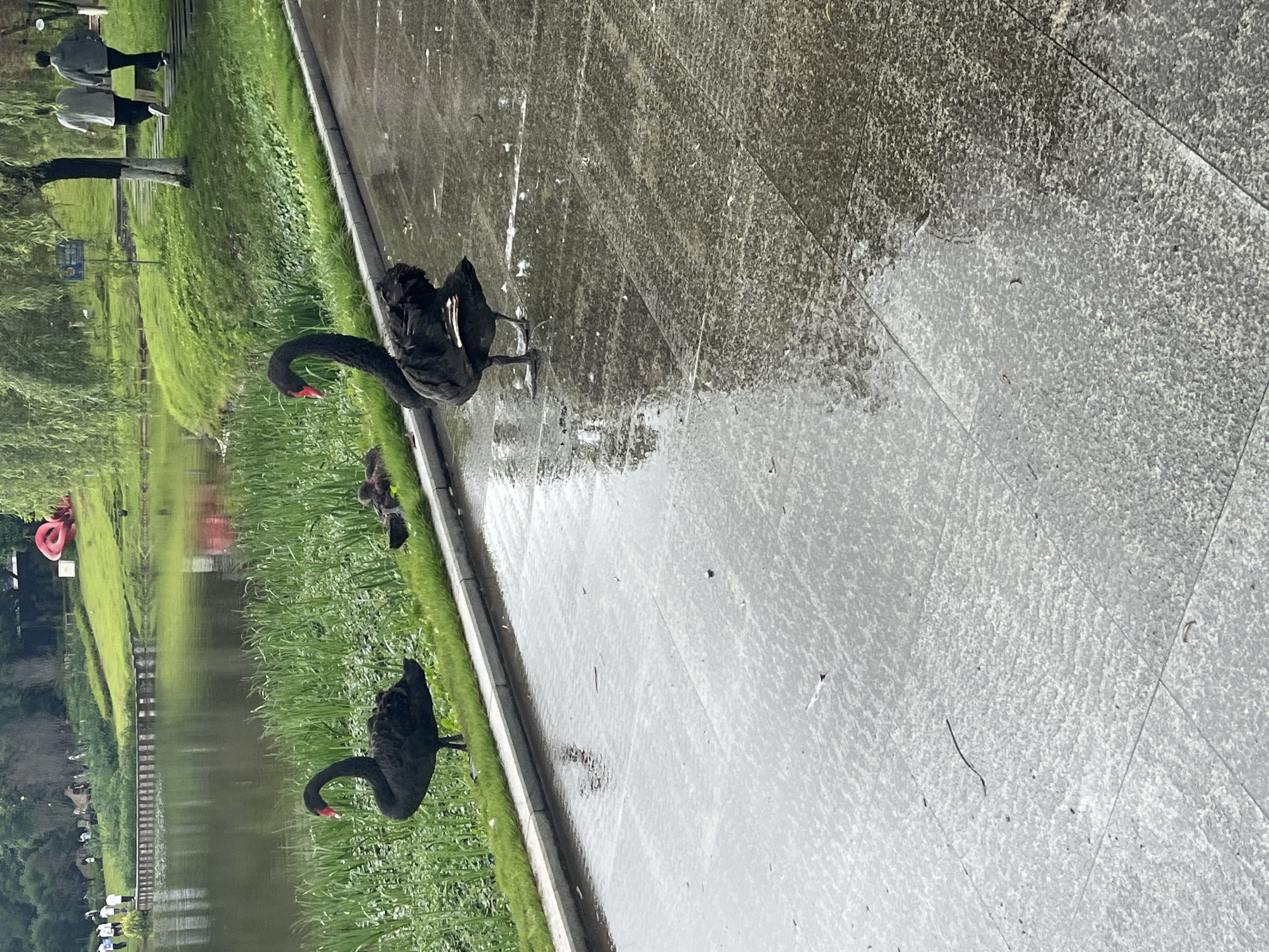 The image depicts two black swans standing on a wet, paved pathway adjacent to a body of water. The pathway is made of large, grey, textured tiles. Green grass and reeds line the edge of the water. In the background, several people are visible walking along a raised path and on a grassy slope. A red, abstract sculpture is also present on the hill in the distance. The overall environment suggests a park or recreational area. The scene is set in the city of Jiangjin, China.