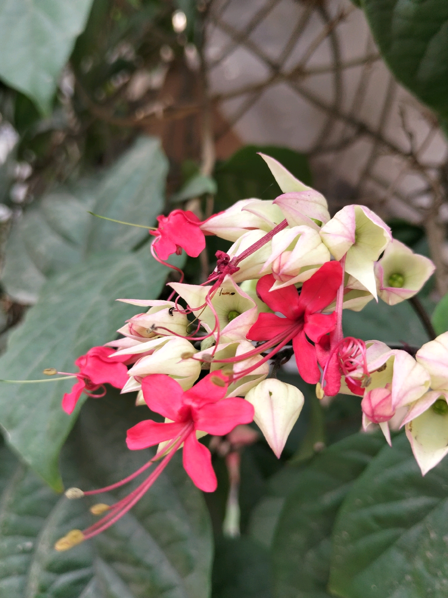 The image shows a close-up of a cluster of flowers, likely Clerodendrum thomsoniae, commonly known as bleeding heart glory bower. The flowers exhibit a striking contrast between vibrant pink or red petals and delicate, pale cream or white bracts. Long, thread-like stamens extend from the pink flowers, tipped with yellow anthers. Some of the cream-colored structures appear to be calyces, containing green pistils. The flowers are set against a backdrop of large, dark green leaves, suggesting an outdoor environment. The lighting is soft, and the depth of field is shallow, blurring the background and highlighting the intricate details of the blossoms. There are no people visible in the image. The environment appears to be a garden or natural setting. There is no specific visual information that allows for the localization to Rajegmulya, Indonesia.