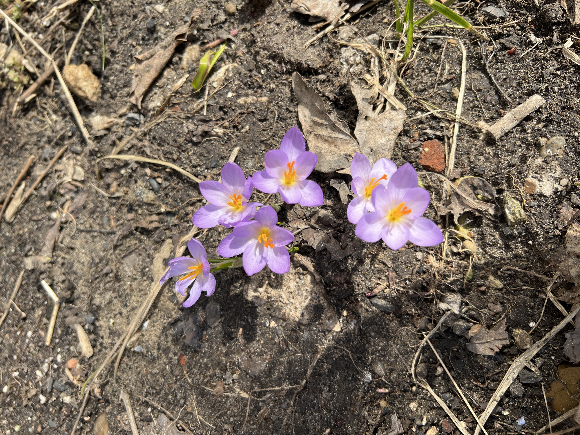 The image shows a cluster of five purple crocus flowers in a patch of dark soil mixed with dried leaves and debris. The flowers have bright yellow centers with orange stamens. The background consists of dirt, small stones, and scattered plant matter. The location of Kazan, Russia is not indicated in the image, and cannot be determined.