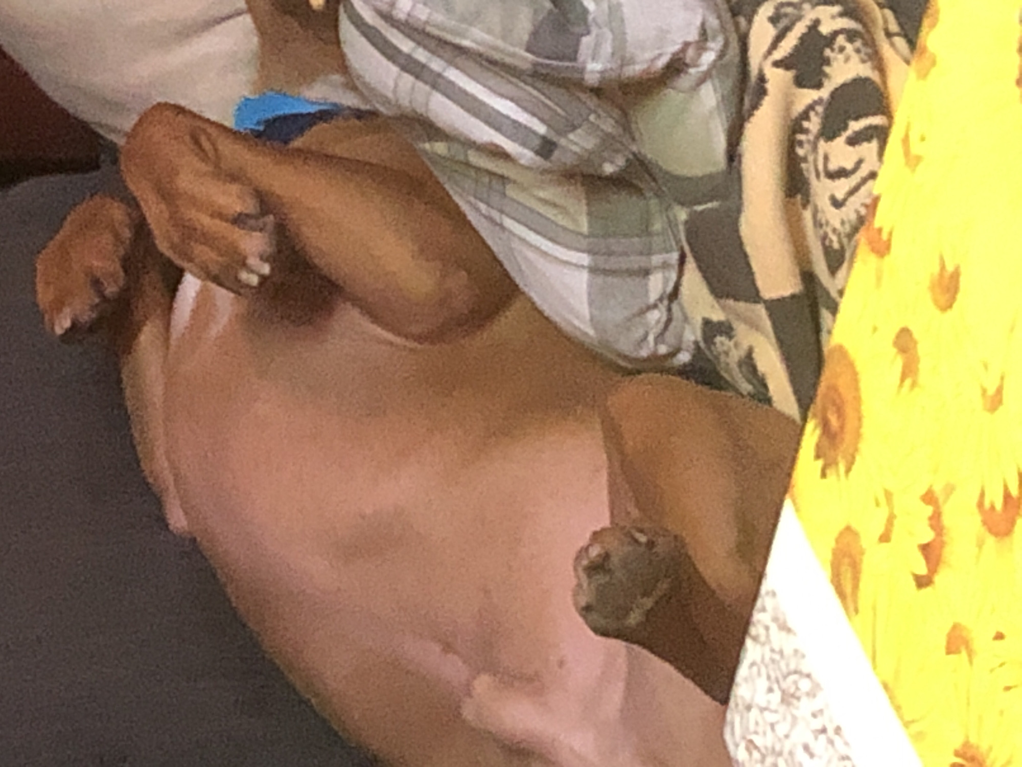 A brown dog is lying on its back on a gray surface, possibly a couch. The dog's paws are visible and curled inward. A patterned blanket, featuring squares and stripes, is partially covering the dog. To the right of the dog and blanket is a yellow object or surface with floral patterns. The location is not discernible from the image.