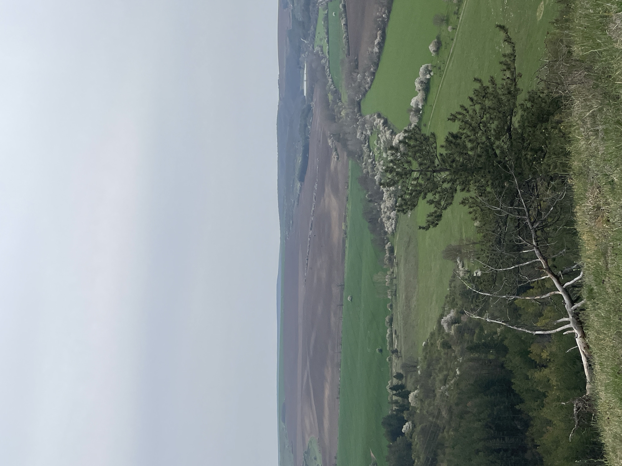 The image shows a landscape in Razgrad, Bulgaria, with a clear division between the sky on the left and the terrain on the right. The terrain is divided into agricultural fields of different colors. A line of trees with white blossoms runs through the fields, dividing them further. A path is also visible. In the foreground, there's a dead tree on a grassy hillside, adding depth and perspective. The sky is a uniform pale gray.