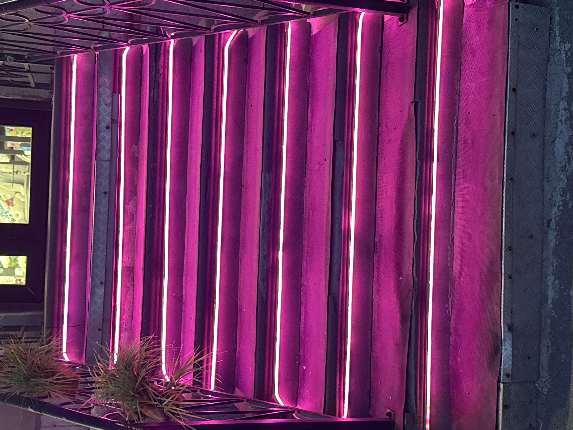 A set of outdoor stairs, illuminated with white LED strips, leads upwards towards a building entrance in Saint Petersburg, Russia. The stairs are covered in a magenta-purple textured material, possibly carpet, with a continuous linear white LED light strip installed along the front edge of each riser. There are at least ten visible steps, with the bottom-most landing consisting of a grey metal diamond plate. Dark, ornate metal railings flank both sides of the staircase. Two potted plants with spiky green foliage are affixed to the left-hand railing. At the top of the stairs, a dark-framed entrance with glass panels reflects blurred interior elements, suggesting an indoor setting. The ambient lighting is low, highlighting the glowing magenta steps. No individuals are present in the scene.