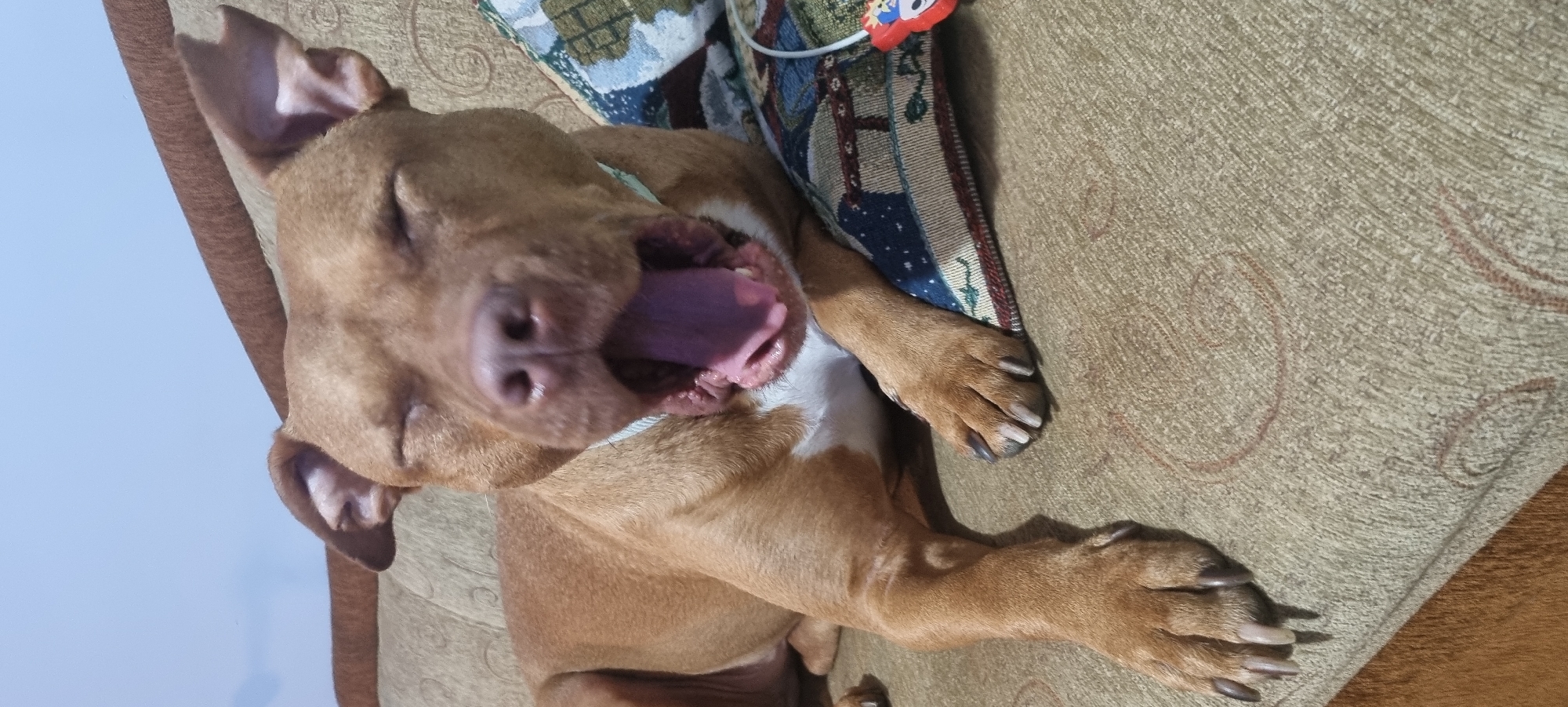 A light brown dog, resembling a Pitbull or similar breed, is depicted lying on its side, seemingly mid-yawn or in a very relaxed state with its mouth wide open and eyes closed. Its pink tongue and gums are clearly visible. The dog has some white markings on its chest and belly. Its head rests on a light-colored, subtly patterned fabric, which appears to be a couch or bed covering. Its front paws, showing long nails, are visible towards the lower right of the frame, resting on the same fabric.
Behind the dog's head is a decorative cushion with an intricate pattern featuring shades of blue, white, red, and green. A small red object, possibly a toy or decoration, and a white cable are perched on this cushion. To the left of the dog's head, the background is a solid, light blue color, possibly a wall or sky. The scene suggests an indoor setting, likely a comfortable living area, with good lighting indicating daytime. No text is visible in the image.