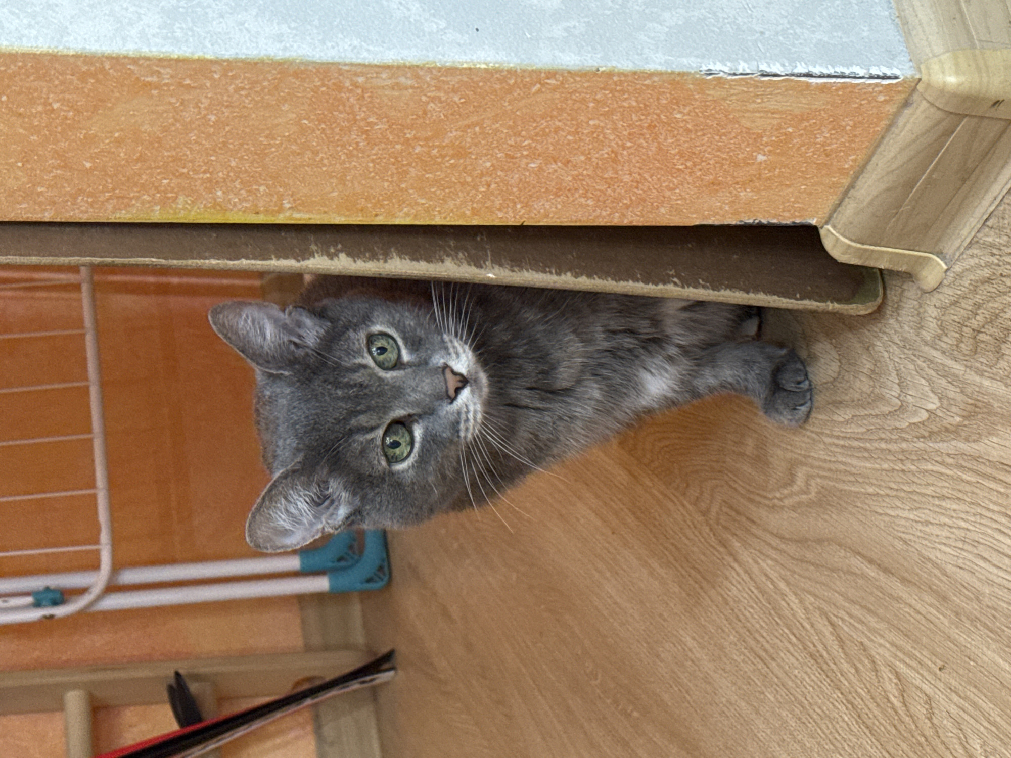A gray domestic short-haired cat with prominent vibrant green eyes, a small pinkish-brown nose, and long white whiskers is depicted in an indoor setting located in the city of Solikamsk, Russia. The cat is partially visible, peeking out from behind a vertical, light brown panel, possibly cardboard or unfinished wood, positioned on the right side of the frame. Its head and upper torso are clearly in view, while its lower body and paws are partially obscured by the panel. The cat is looking directly forward, towards the viewer, with an alert and curious expression.
The floor is covered with light brown laminate wood planks, exhibiting distinct wood grain patterns. In the background, to the left of the cat, an orange or peach-colored wall is visible, against which a white metal drying rack with light blue plastic accents stands. Further to the far left, narrow dark objects, possibly ski poles or similar equipment, lean against the wall, beside a light wooden structure. To the immediate right of the cat and the obscuring panel, a wall or architectural feature is present. This wall consists of a textured, mottled orange section adjacent to the panel, and a smoother, light blue or very light gray section further to the right. A light-colored wooden baseboard with a rounded profile runs along the bottom edge of this wall, connecting it to the laminate flooring. The scene is evenly lit, indicating an indoor environment during daylight hours or under artificial lighting.