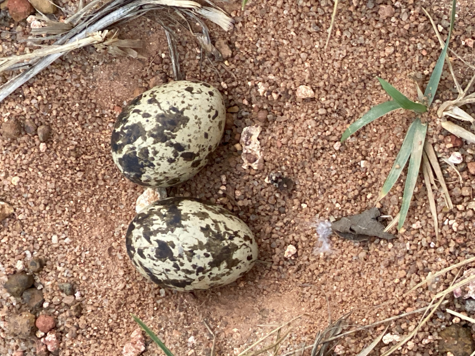Two speckled bird eggs are resting on a sandy, gravelly ground. There are also a few blades of grass and some dry twigs scattered around the eggs. The location is suggested to be Jos, Nigeria, but the image itself provides no visual confirmation of that location.