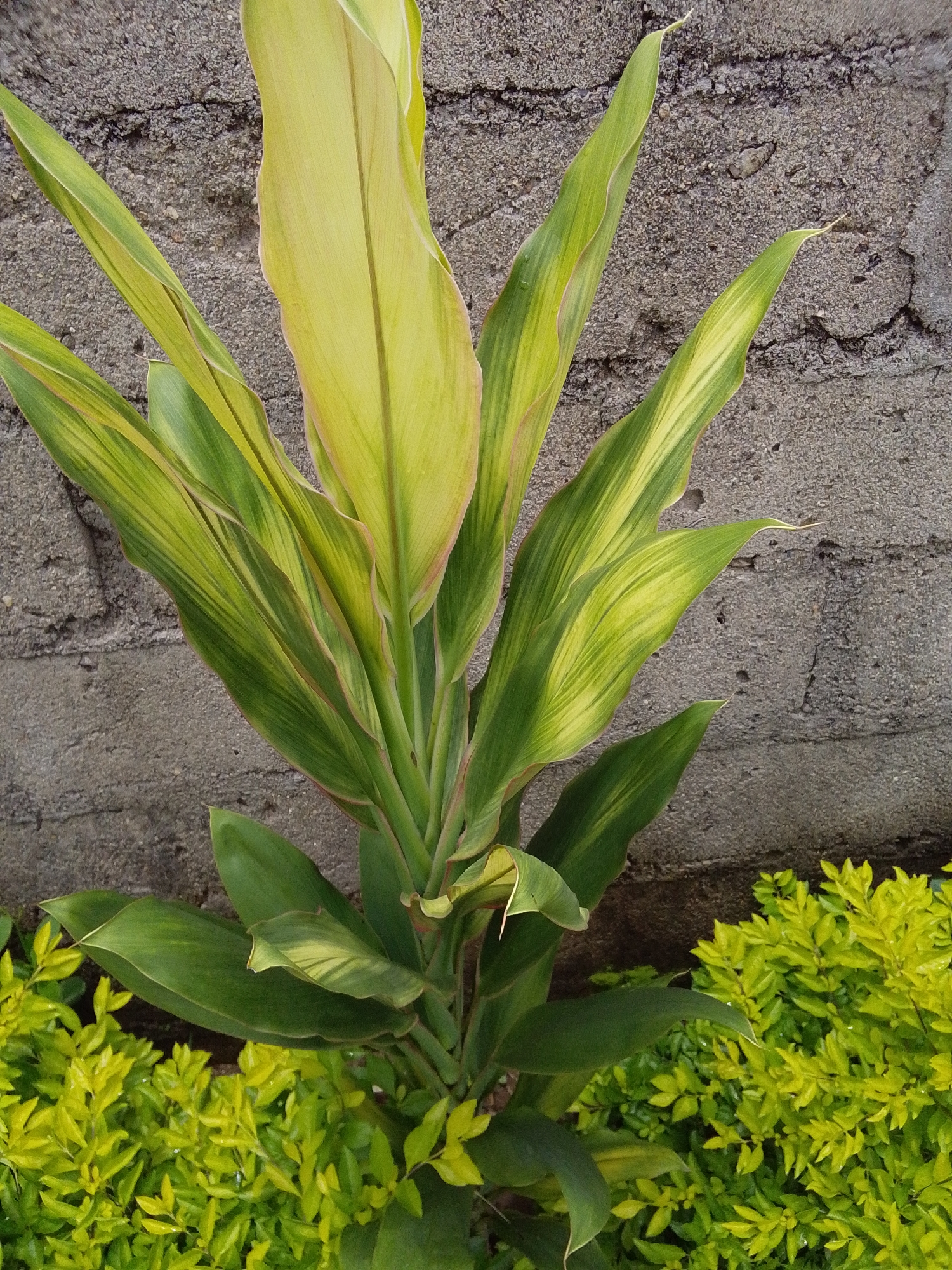 An outdoor, medium shot captures a variegated plant with large, elongated leaves against a textured gray concrete wall. The plant's leaves display a gradient of green and yellow hues, with some exhibiting a reddish-pink edge. In the foreground, a dense cluster of bright green, smaller-leafed bushes borders the base of the variegated plant. The scene is lit by natural daylight, creating subtle shadows and highlighting the different textures of the plant and the wall. The location is described as Unknown, Unknown within a city.