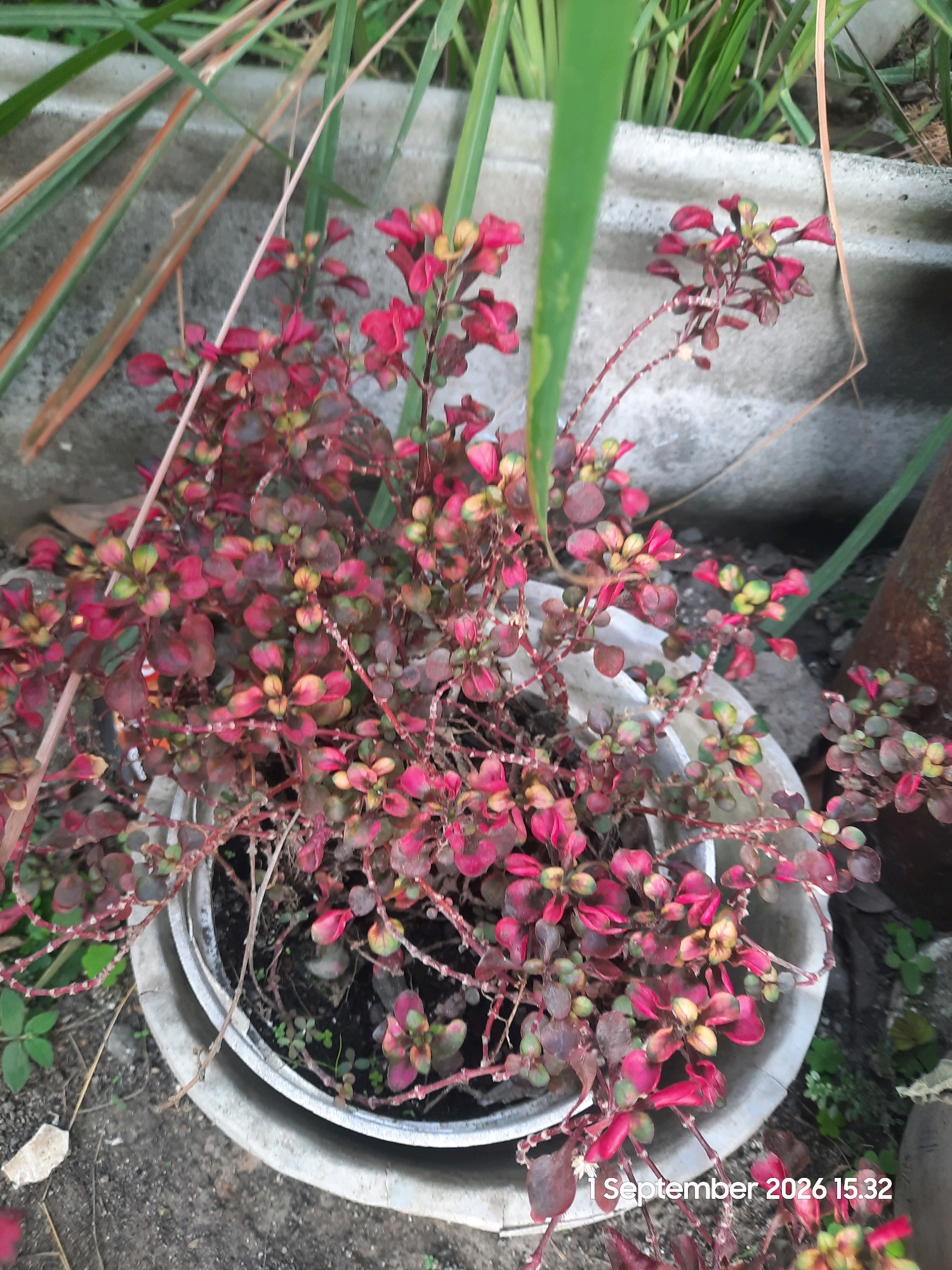 This image shows a close-up of a potted plant with small, reddish-purple and green leaves. The plant has thin, branching stems. The pot is round and made of a light-colored material, possibly concrete or plastic. The background consists of a grey, textured wall and some green foliage. The ground beneath the pot appears to be dirt and gravel. A timestamp in the lower right corner indicates "1 September 2026 15:32". The location is identified as Karanggeger, Indonesia. There are no people or animals visible in the image. The scene appears to be outdoors, likely in a garden or yard.