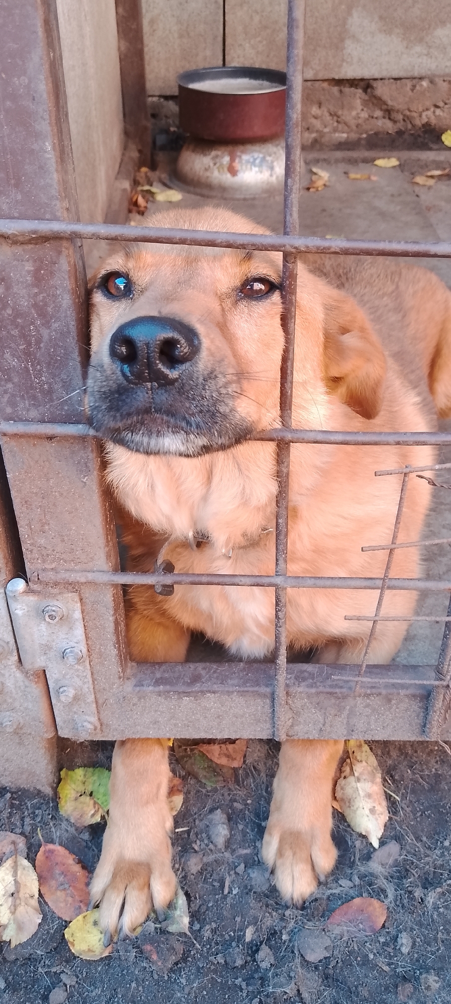 A medium-sized dog with light brown fur is behind a metal cage. The dog's head is lowered, and its nose is pressed against the cage bars. Its eyes are open, and it appears to be looking directly at the camera. Fallen leaves are scattered on the ground around the cage. The background shows a concrete wall and a pot of water. The image was taken outdoors, likely in Belgorod, Russia, given the information provided.