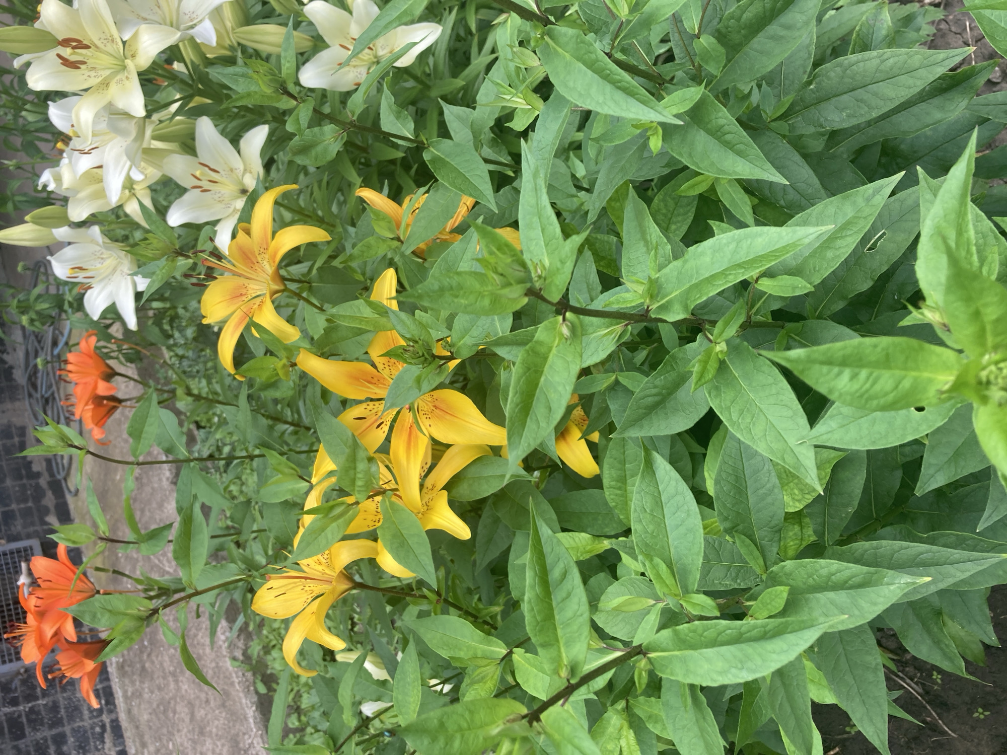 This is a close-up, eye-level, outdoor shot of a garden bed filled with lily flowers and foliage. The lilies are in various stages of bloom, with colors including bright orange, yellow with dark speckles, and white. The foliage is lush and green, dominating the foreground and midground. The background is out of focus, showing hints of a brick wall, concrete, and possibly a hose or cable. There are no people or animals visible in the image. The scene appears to be a residential garden.