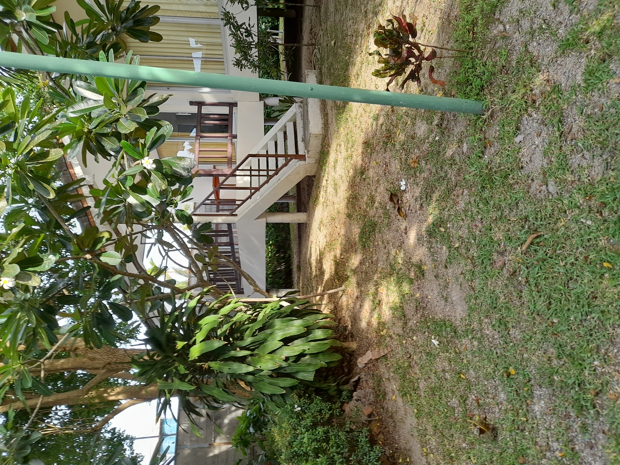 The image depicts a sunny outdoor scene with lush vegetation in front of a building. A large tree with broad green leaves dominates the left side of the frame, with a thick vine or plant growing around its trunk. To the right of the tree, a light-colored building with a wooden railing and a staircase leading up to it is visible. The building appears to be a resort or guesthouse, with large windows covered by light yellow curtains. A green pole stands in the foreground, partially obscuring the view of the building. The ground is covered with a mixture of sand and short green grass, with fallen leaves scattered around. A small, colorful plant with red and green leaves is growing near the base of the green pole. The overall impression is one of a tropical setting. The location is identified as Baan Mae Nam, Thailand.