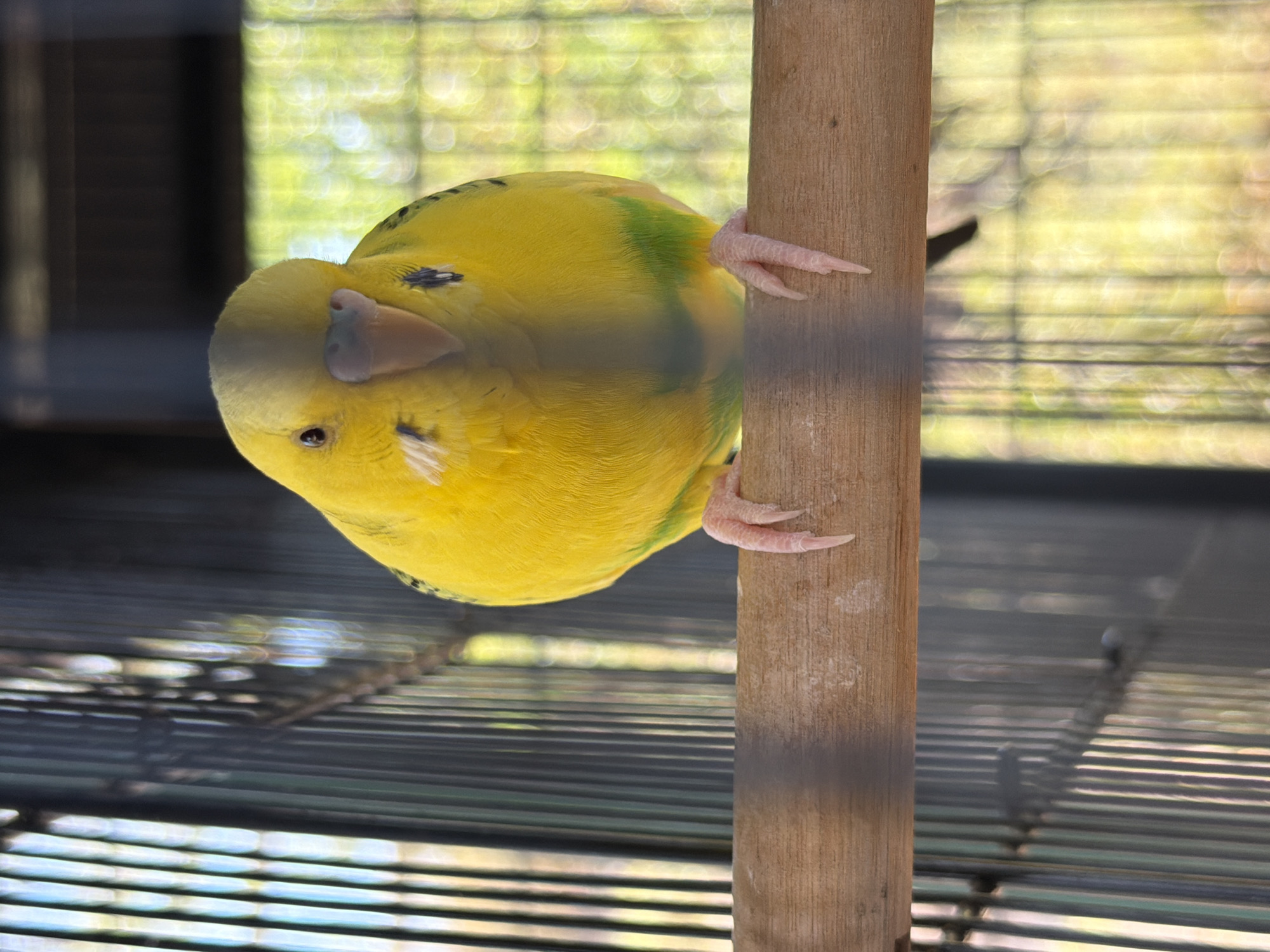 A close-up, eye-level shot shows a bright yellow budgerigar perched on a wooden dowel. The bird is facing directly towards the camera, with its head slightly tilted. Its beak is a pale pinkish-orange, and its eyes are dark. The bird's feet, which are pale pink and have visible claws, are gripping the dowel. Behind the bird and dowel, a wire cage is visible, with blurred green foliage and a bright sky in the background, suggesting an outdoor enclosure. The cage bars create vertical lines across the image. There is no indication of the city of Charvak, Uzbekistan, in the image.