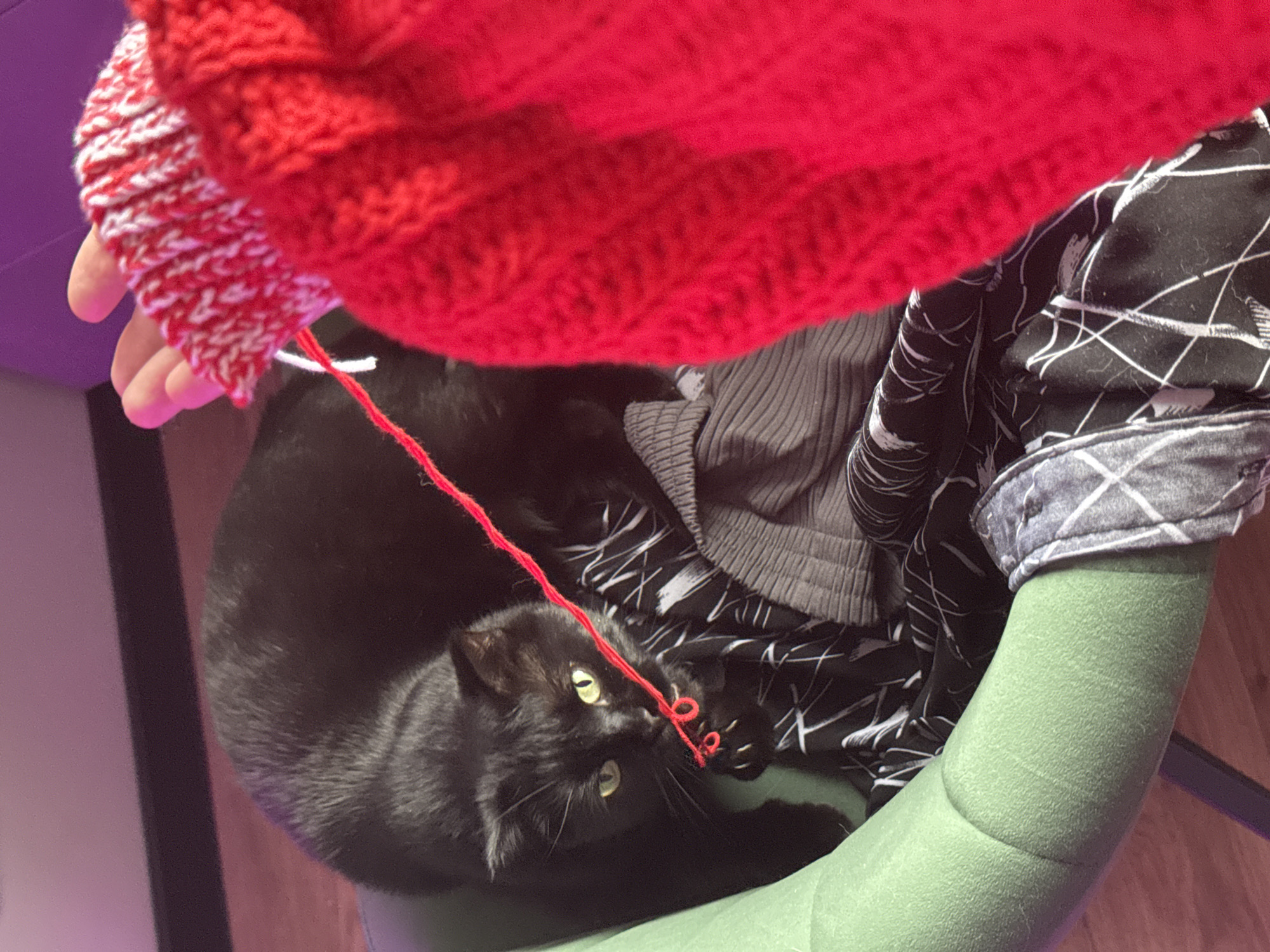 A black cat with yellow eyes is lying in a round, green pet bed filled with gray and black patterned clothing. A bright red knitted item is held above the cat, and a piece of red yarn is dangling, which the cat is interacting with. The scene appears to be indoors. There is no indication of Krasnoyarsk, Russia.