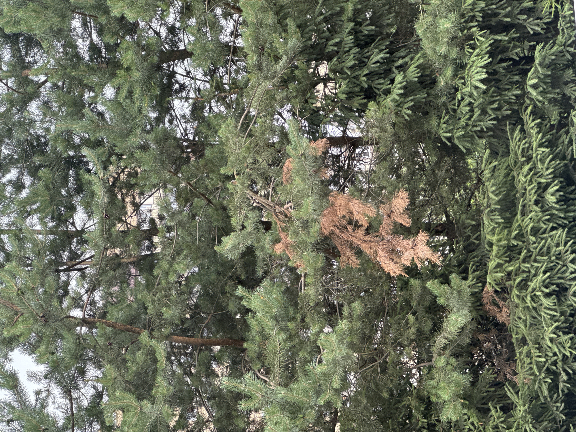 The image shows a close-up view of evergreen trees, likely pine or fir, from a low-angle perspective looking upwards. The branches and needles fill the frame, with a mix of green and some dry, brown foliage. The needles are densely packed, creating a textured appearance. Some branches appear thick and woody, while others are thinner and more flexible. The lighting suggests it is daytime, possibly overcast given the soft, diffused light. There are no people or distinct objects visible, only the natural elements of the trees. The scene is a dense canopy of evergreen trees, with some areas showing signs of dying or dead branches interspersed with healthy green needles. The background is mostly obscured by the foliage, but hints of a lighter sky and possibly distant structures can be seen through thinner areas of the branches. The overall impression is one of being immersed within a forest or a heavily wooded area. Given the location context of Novoe Devyatkino, Russia, the trees are likely adapted to a temperate or cold climate, and the presence of dry needles might indicate seasonal changes or environmental stress.