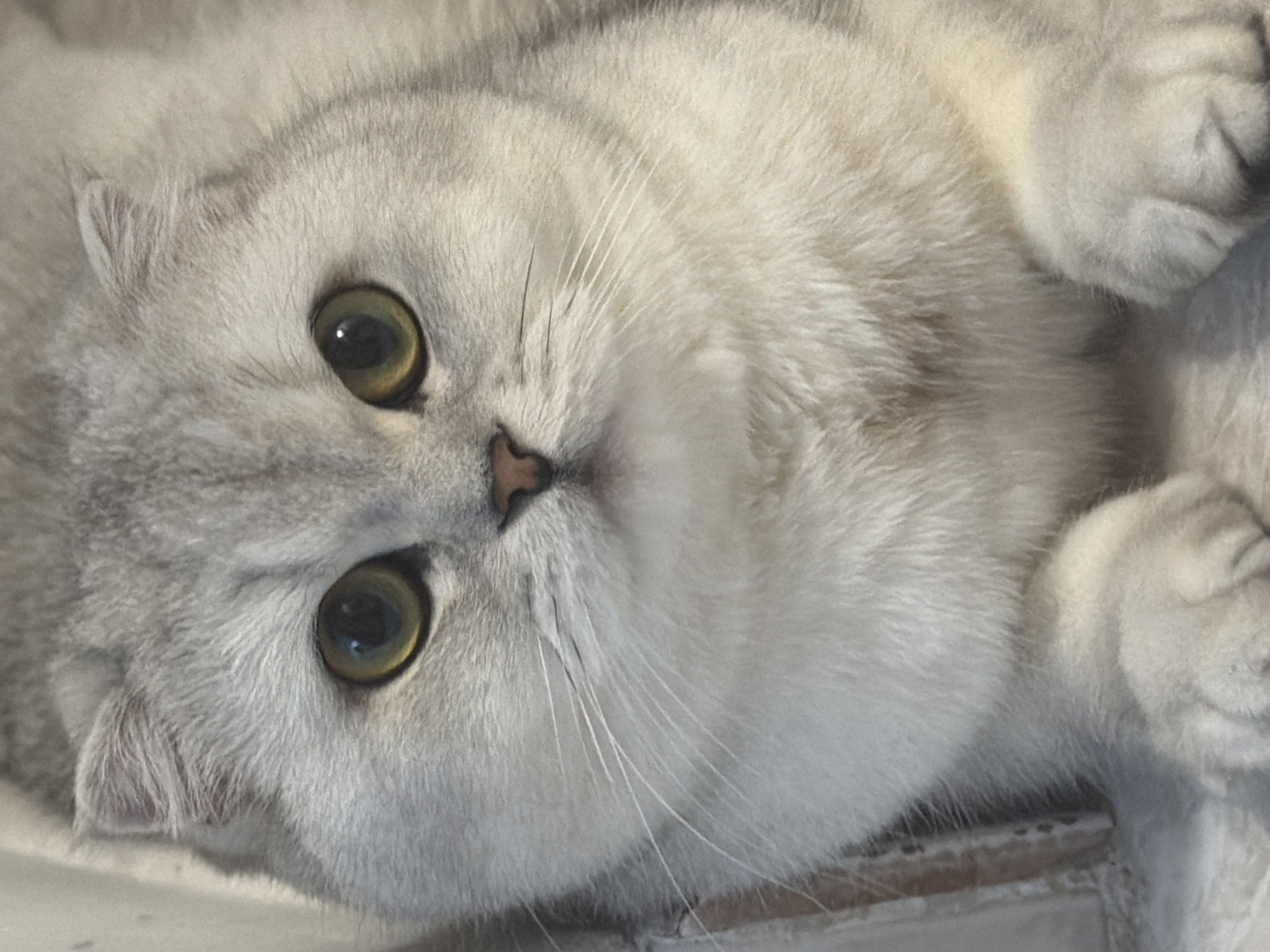 A close-up, eye-level, full-body portrait shows a light gray Scottish Fold cat with amber eyes. The cat is resting on a white surface, possibly a windowsill, with its paws tucked beneath its chest. The background is blurred, with soft, neutral tones, and a hint of vertical lines that might be part of a curtain or blinds. The cat's fur is thick and soft, with subtle darker gray tabby markings visible on its forehead and cheeks. Its ears are folded forward, characteristic of the breed. The lighting is soft and diffused, highlighting the cat's features and creating a gentle mood. The image does not contain any information about Rome, Italy, or any urban environment.