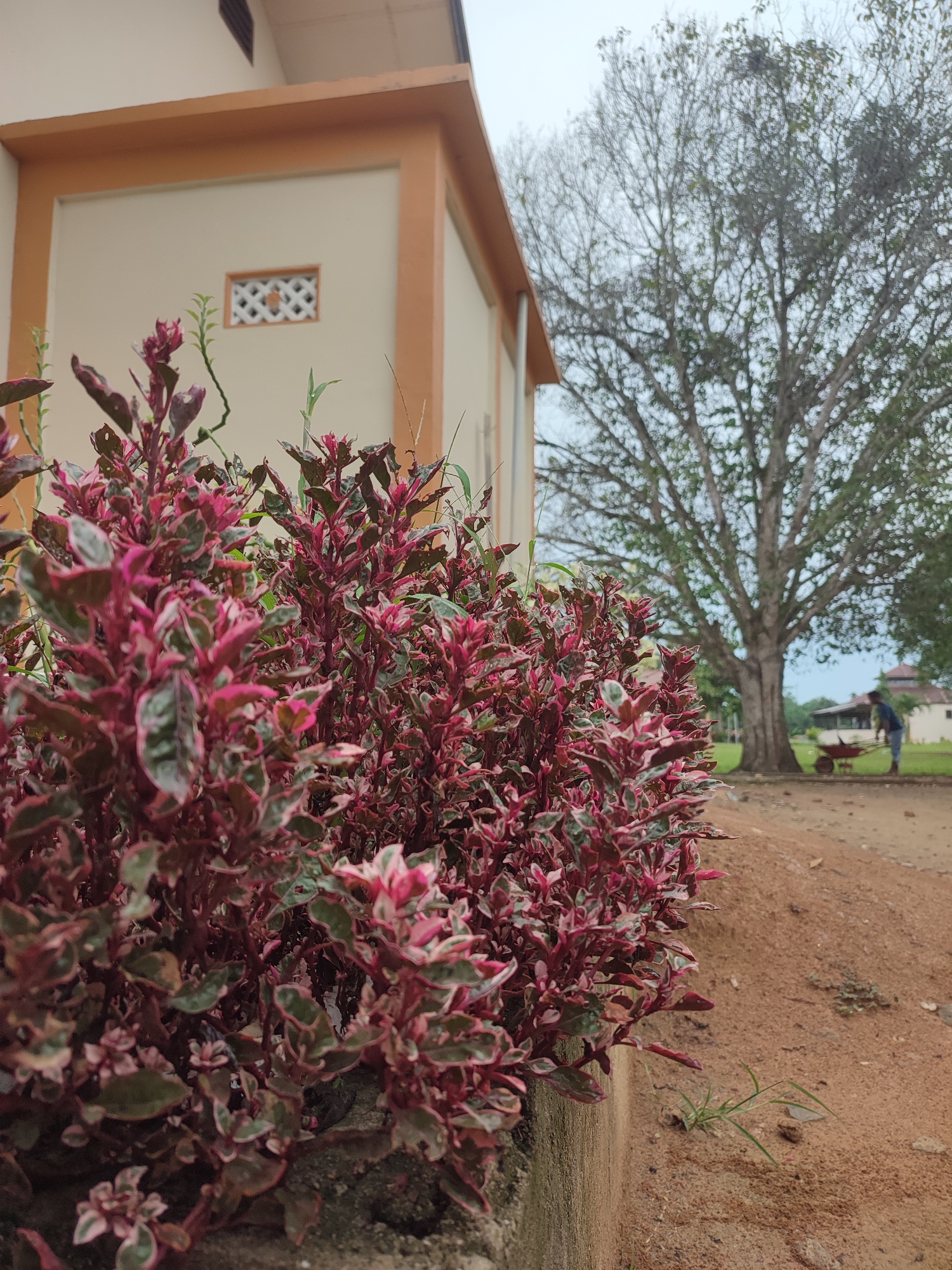 The image shows a close-up of a red and green bush in the foreground, with a building on the left side and a large tree in the background. The building is light beige with an orange trim. Behind the bush, there's a dirt path, and in the background to the right, a person is visible pushing a wheelbarrow. The location is Blangriek, Indonesia.