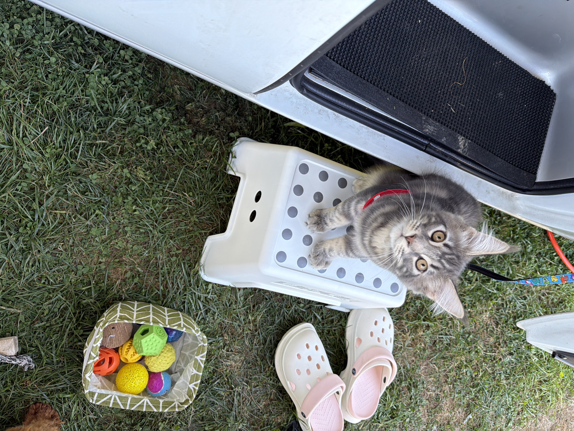 A grey tabby kitten sits on a white plastic step stool outdoors on a grassy lawn. The kitten wears a red collar. To the right of the stool are a pair of light-colored Crocs with pink straps. A green and white patterned basket filled with colorful pet toys sits in the foreground to the right. In the background, a white vehicle door is open, revealing a black mat inside. The scene is outdoors, likely in Sarnitsa, Bulgaria.