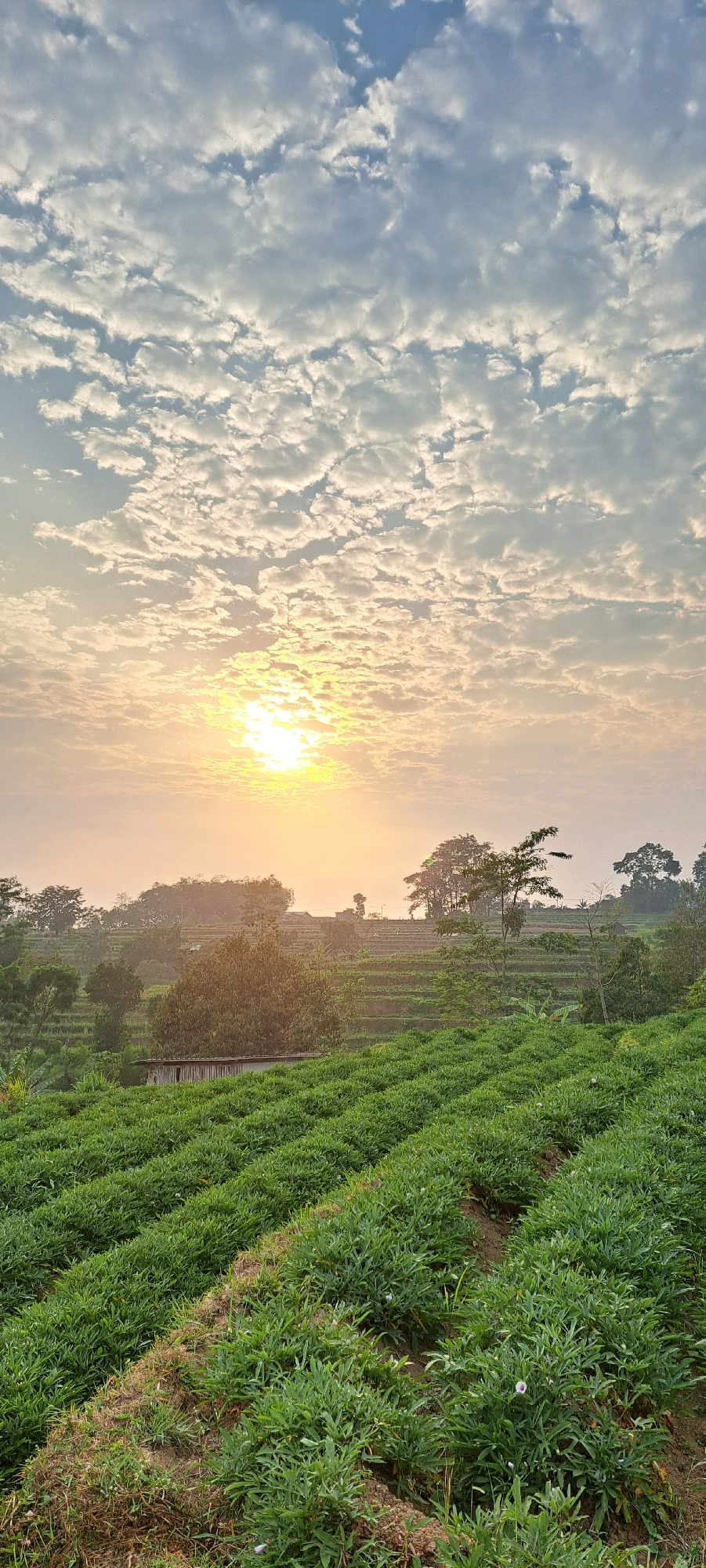 The image depicts a sunlit agricultural landscape in Tamiajeng, Indonesia, at sunrise. In the foreground, rows of lush green crops, possibly sweet potatoes or similar leafy plants, stretch across the frame, with a path of exposed soil dividing some sections. In the mid-ground, more terraced fields rise gently, dotted with trees and a small, rustic wooden structure. The background features a hazy, tree-covered hillside with further terraced cultivation and a few scattered buildings. The sky above is a canvas of scattered, fluffy white clouds illuminated by the golden rays of the rising sun, which is positioned just above the horizon, casting a warm glow over the entire scene. No people are visible in the image.