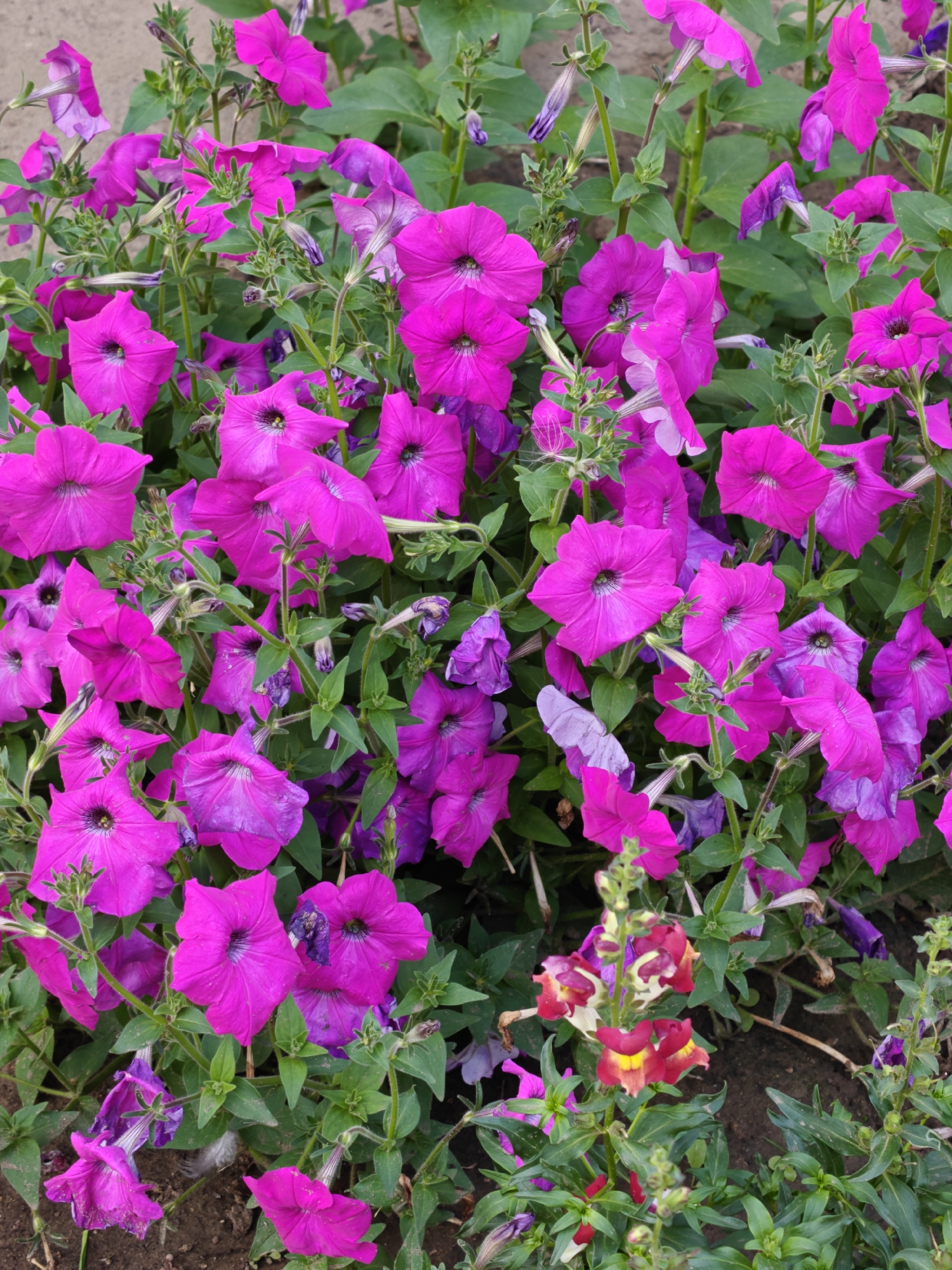 The image shows a close-up view of a cluster of vibrant pink petunias with some purple and magenta variations. The flowers are in full bloom, with their trumpet-shaped petals open and facing upwards. Green leaves and stems are interspersed among the flowers, providing a lush backdrop. In the lower right corner, there is a small cluster of red and yellow snapdragons. The ground beneath the plants appears to be dark soil, suggesting an outdoor garden setting. The lighting indicates it is daytime, with the sun illuminating the flowers and highlighting their colors. There are no people or animals visible in the image. The overall scene depicts a healthy and colorful display of blooming flowers.