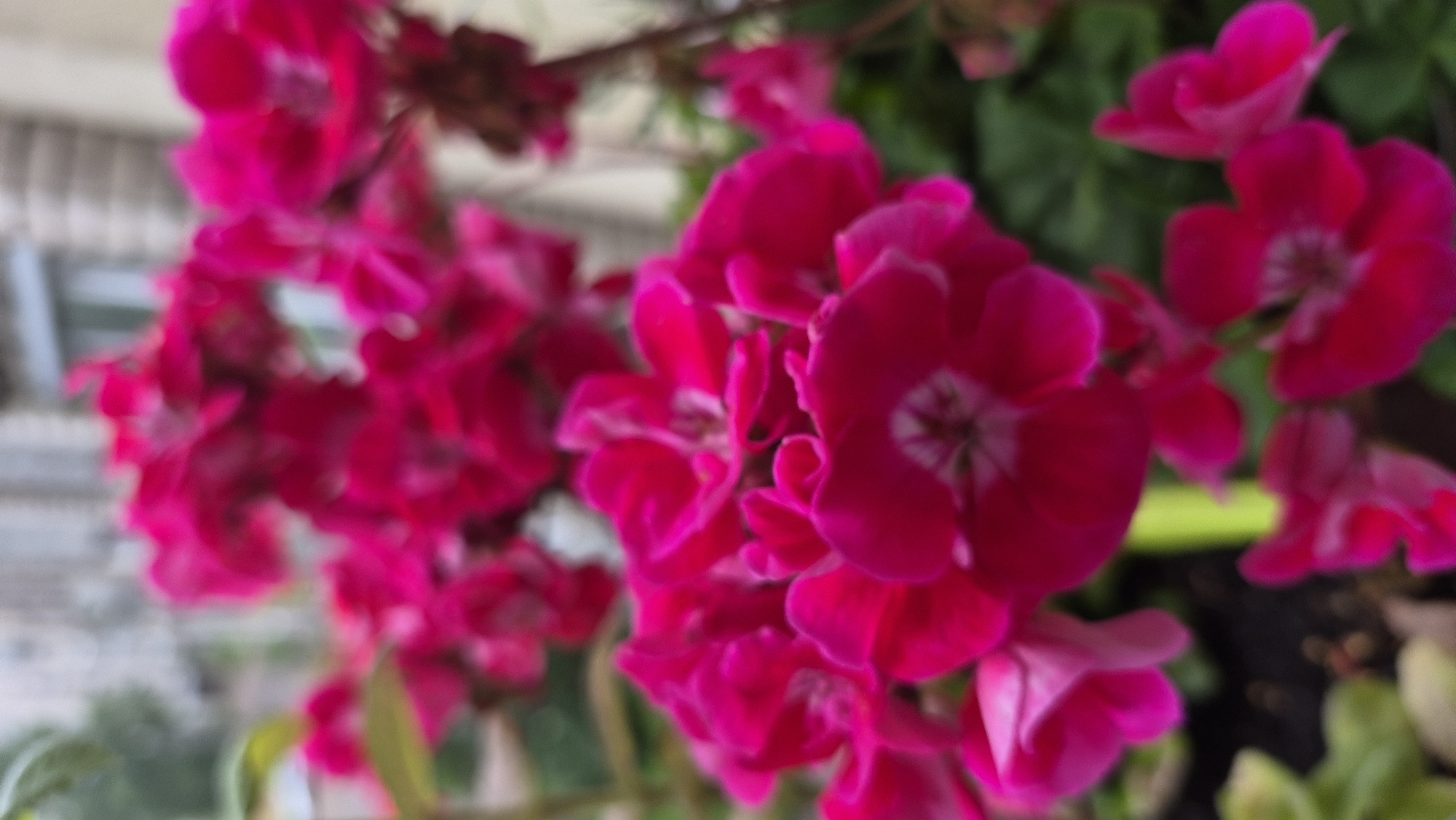 A close-up, blurred shot of a cluster of bright pink flowers, likely geraniums, is presented. The flowers are in full bloom, with visible petals and some with a white or lighter pink center. The background is out of focus, showing hints of greenery, a building facade with windows, and possibly a railing. The scene appears to be outdoors, suggesting a garden or balcony setting. There are no people or animals visible in the image. The overall impression is one of vibrant color and natural beauty, despite the lack of sharp focus. The location is identified as Krauja, Latvia.